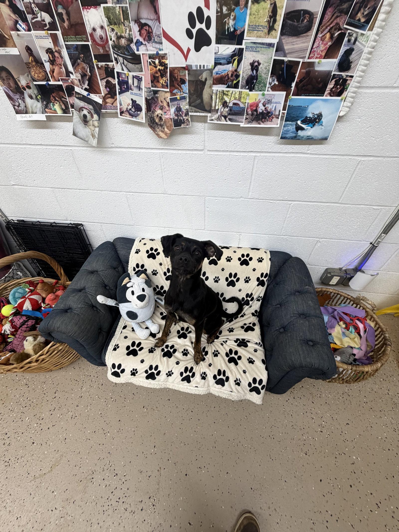 Royce, Adopted, Young Male Miniature Pinscher & Doberman Pinscher.