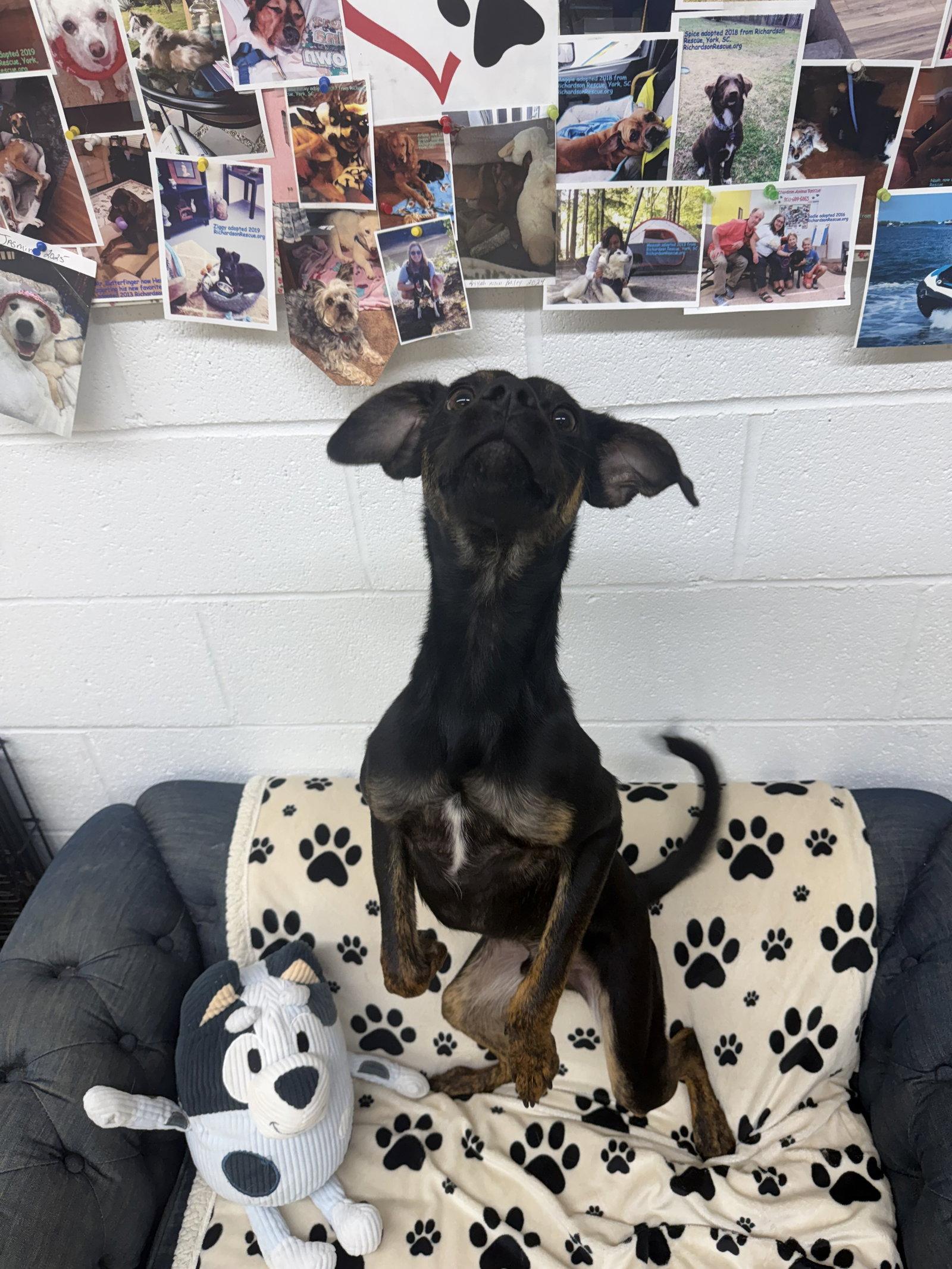 Enlarge Royce, a Adopted mixed breed in York, SC image 2/3