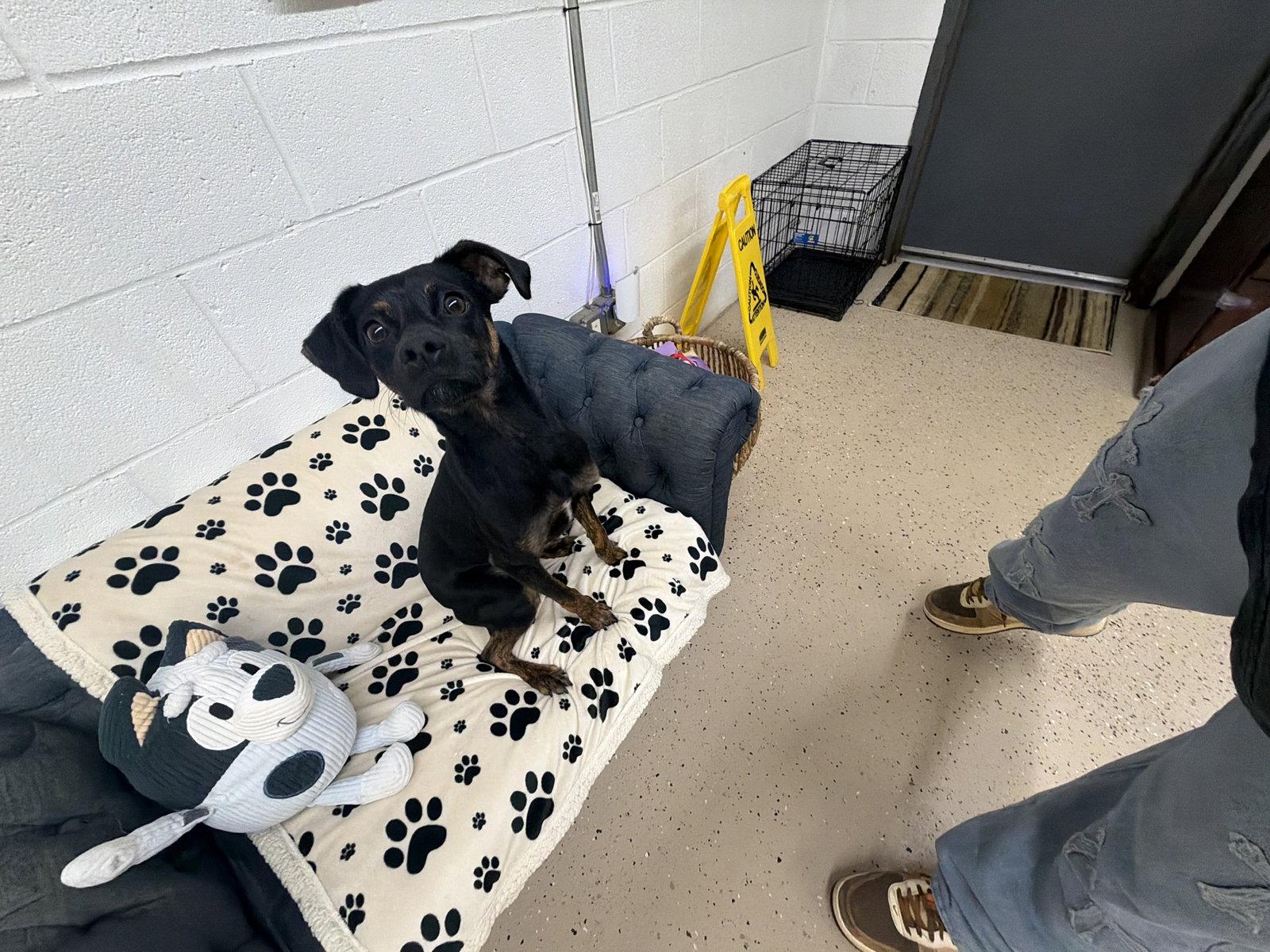 Enlarge Royce, a Adopted mixed breed in York, SC image 3/3