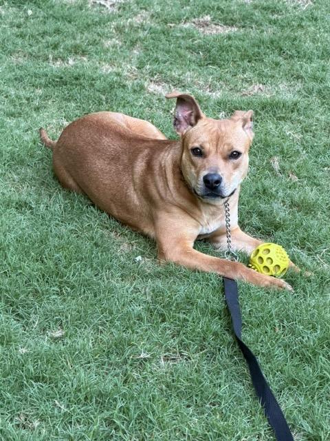 POLLY, a Adoptable mixed breed in Alpharetta, GA image 3/6