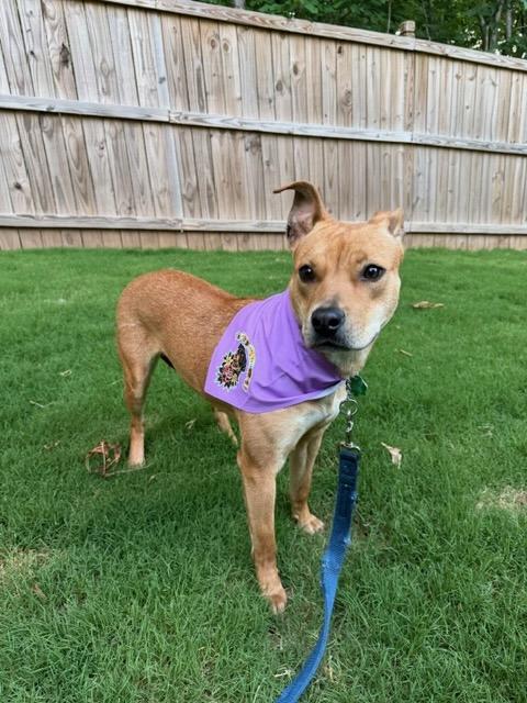 POLLY, a Adoptable mixed breed in Alpharetta, GA image 4/6