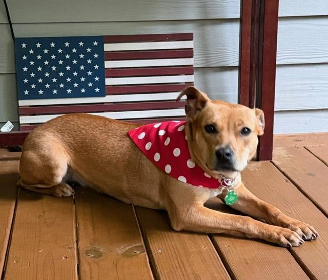 POLLY, a Adoptable mixed breed in Alpharetta, GA image 1/6