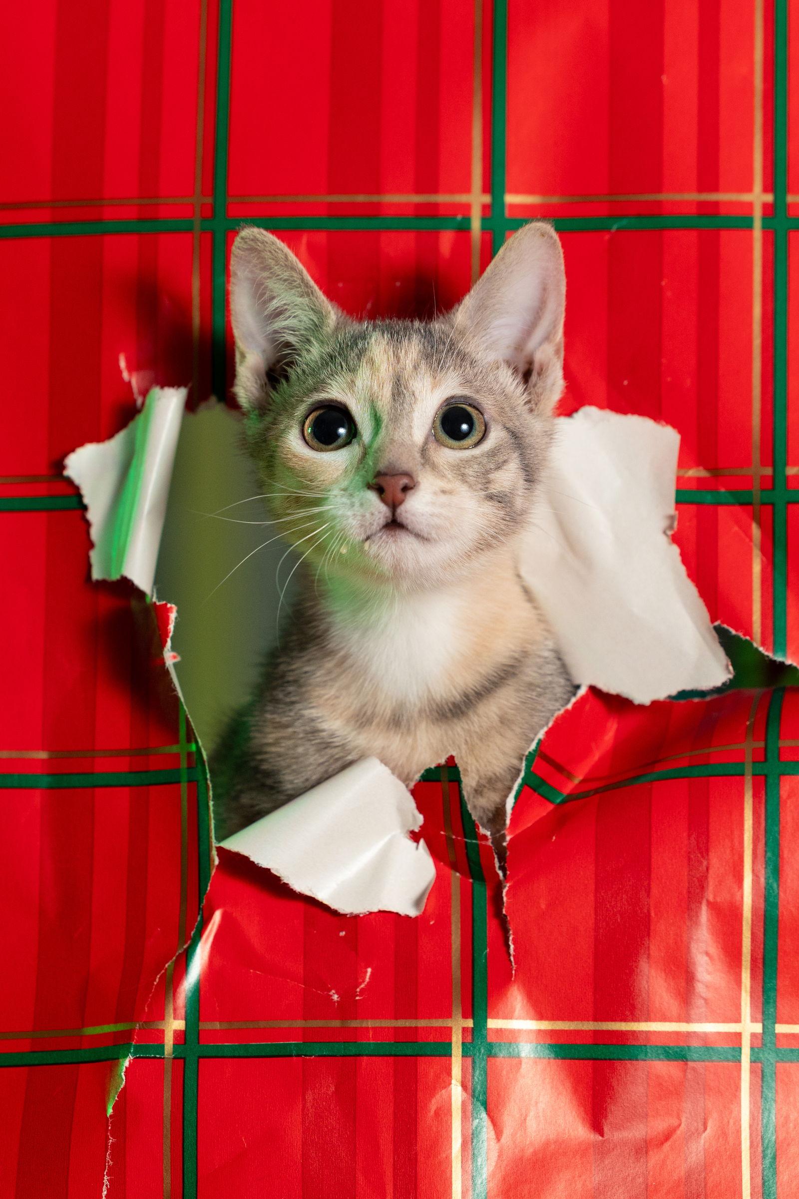 Enlarge Claire (moderate CH), a Adoptable Domestic Short Hair in Aurora, CO image 1/3