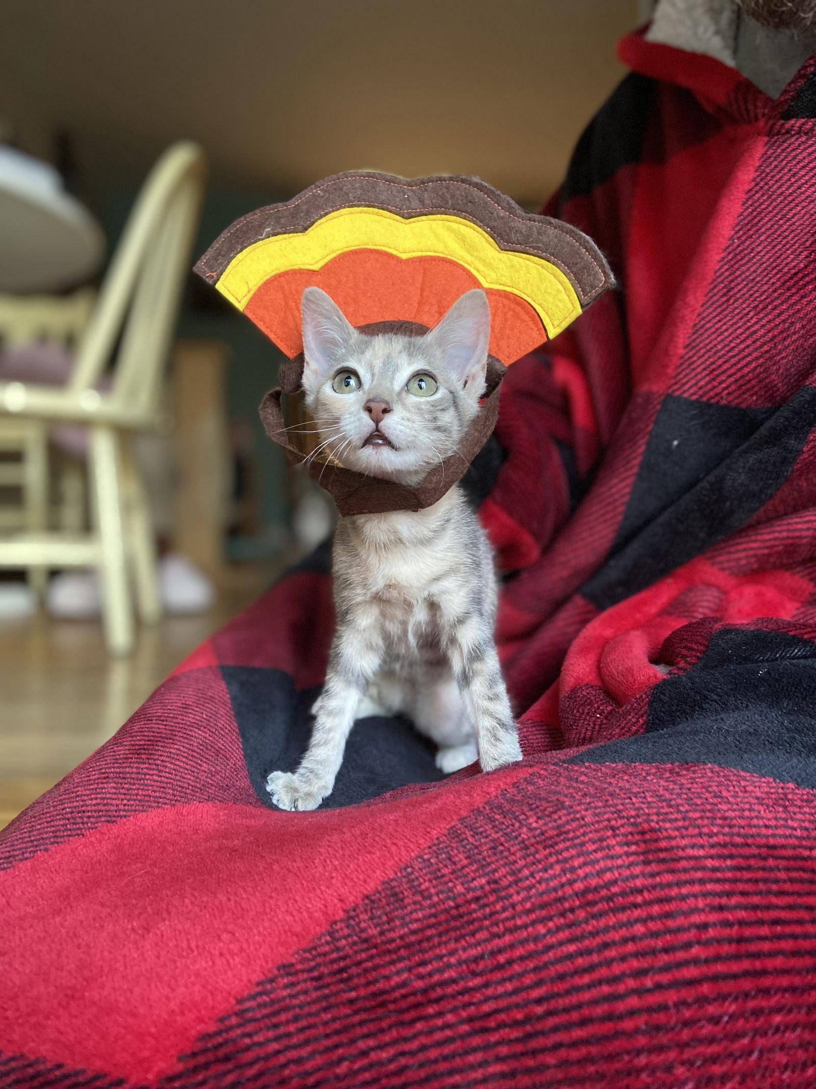 Enlarge Claire (moderate CH), a Adoptable Domestic Short Hair in Aurora, CO image 3/3