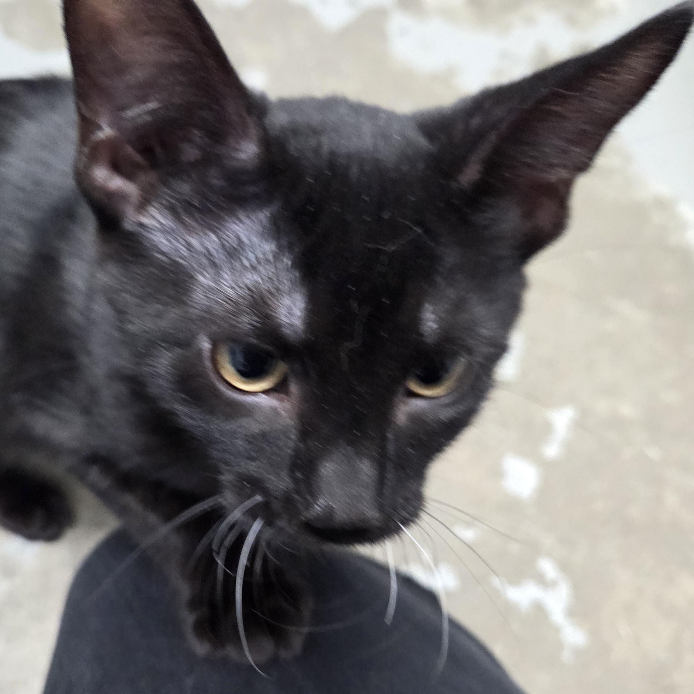 Watson, Adoptable, Young Male Domestic Short Hair.