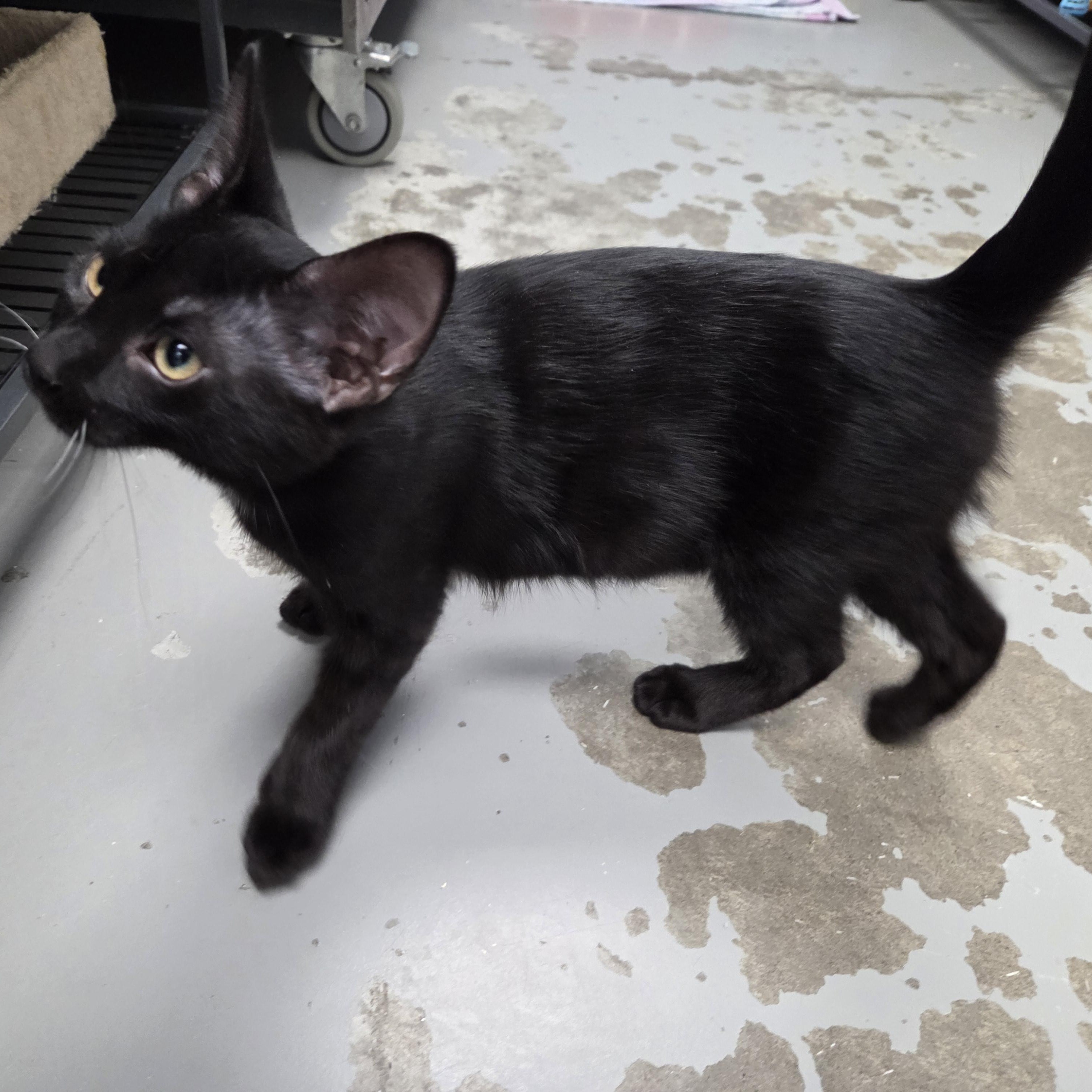 Enlarge Watson, a Adoptable Domestic Short Hair in Brooks, AB image 2/3