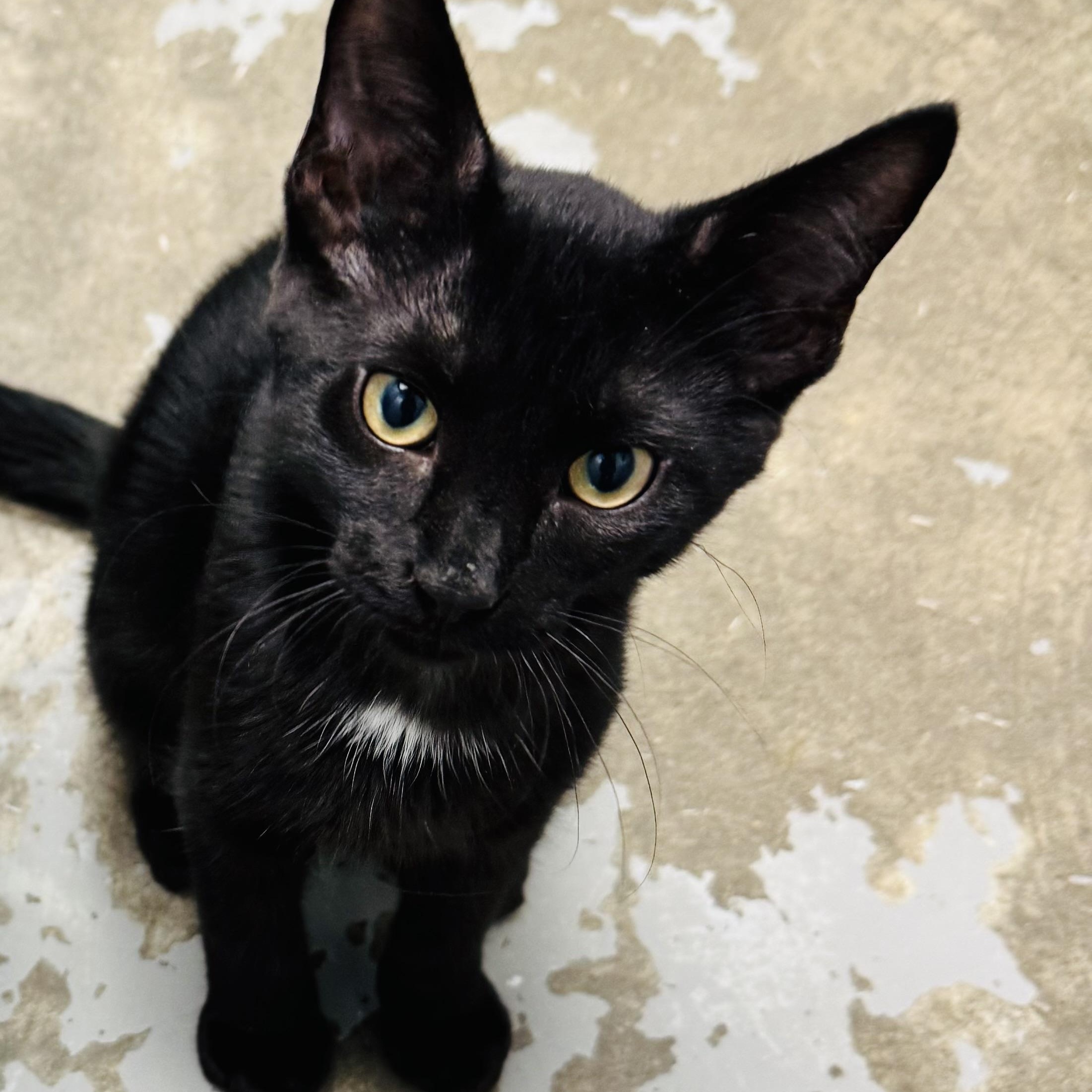 Watson, Adoptable, Young Male Domestic Short Hair.