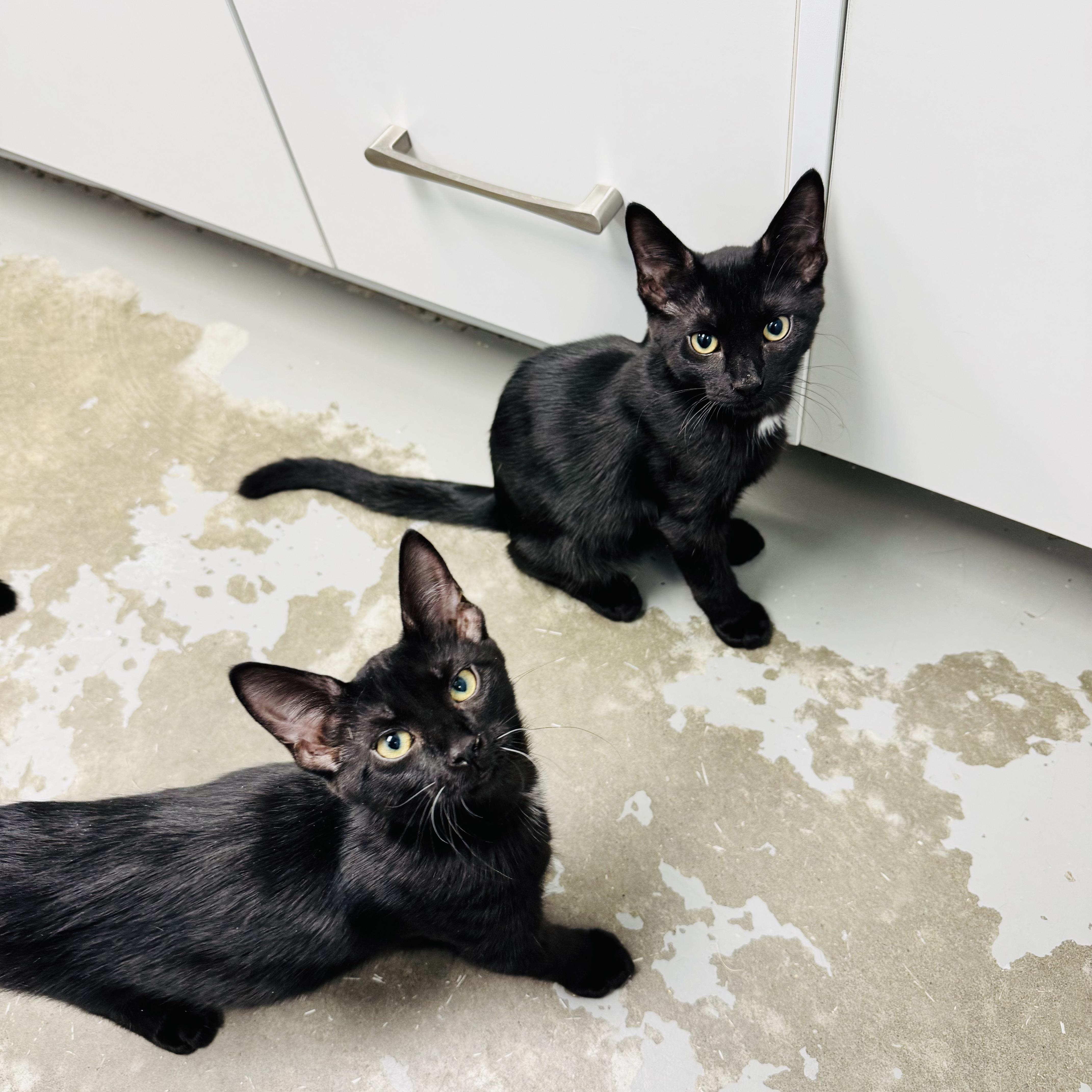 Enlarge Watson, a Adoptable Domestic Short Hair in Brooks, AB image 3/3