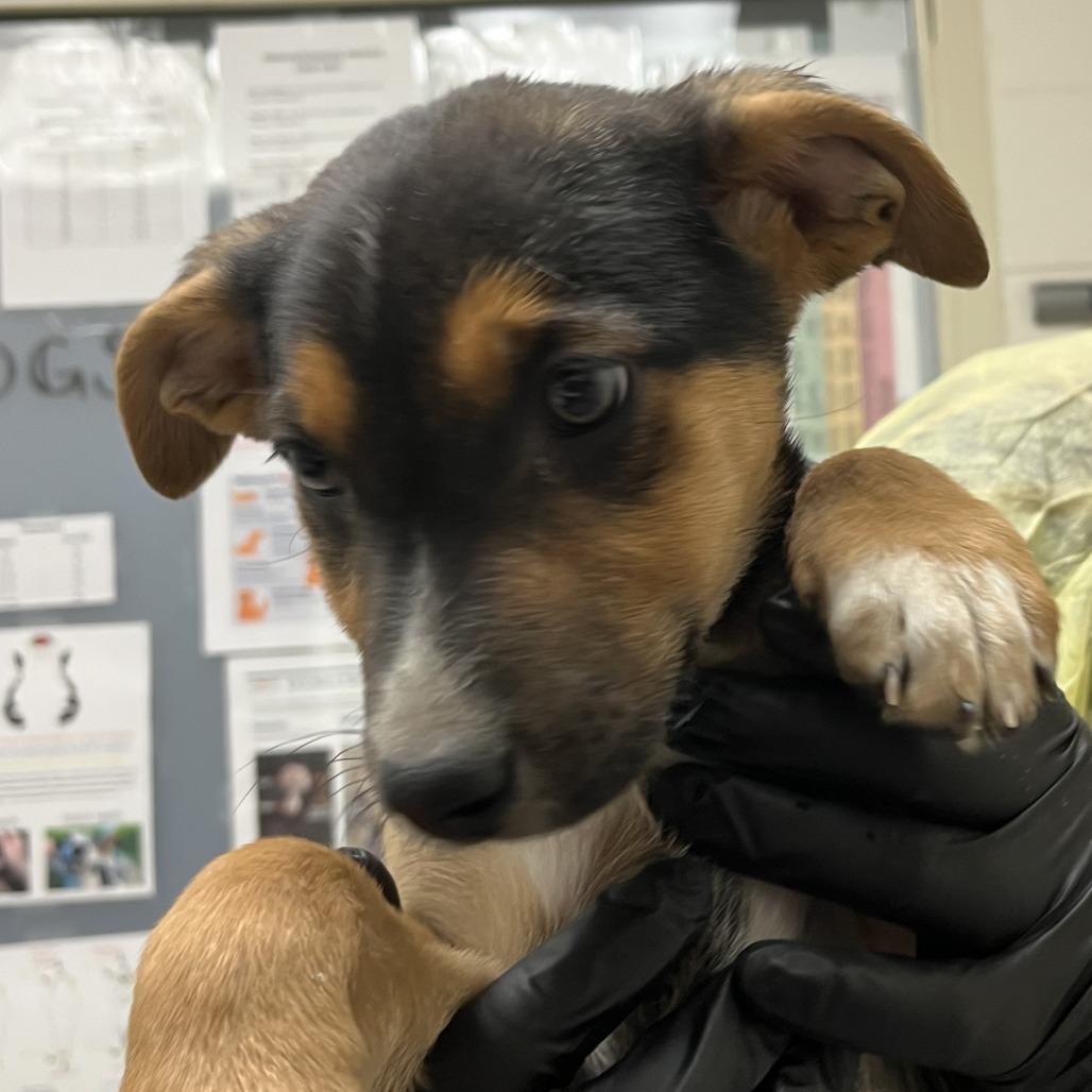 Enlarge Lark, a Adoptable mixed breed in Murray, UT image 1/1