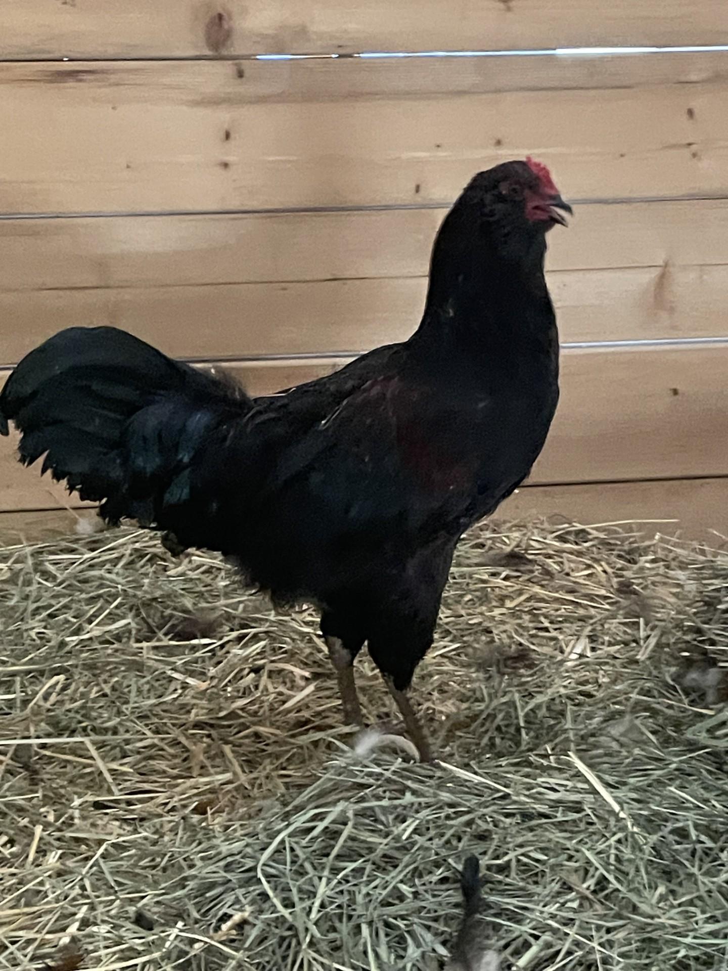 Roosters