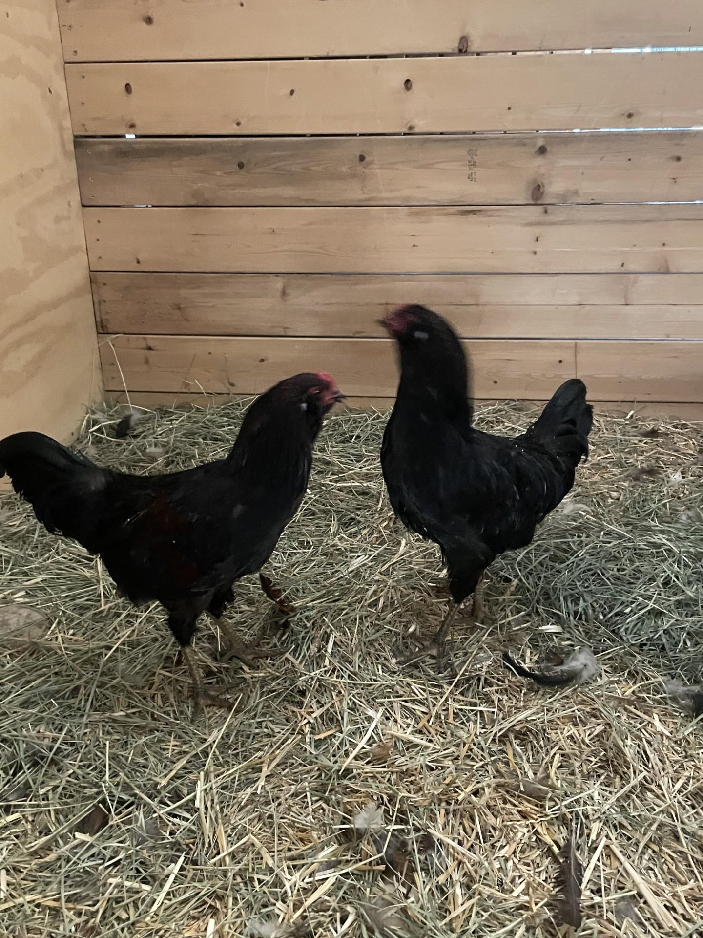 Roosters