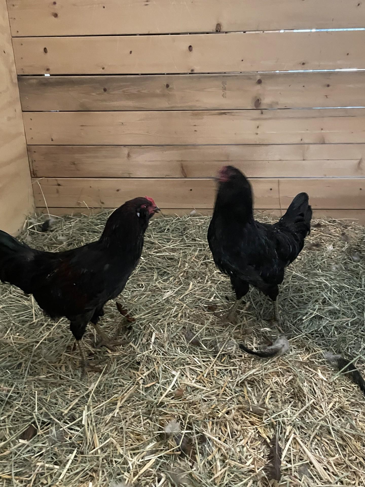 Roosters