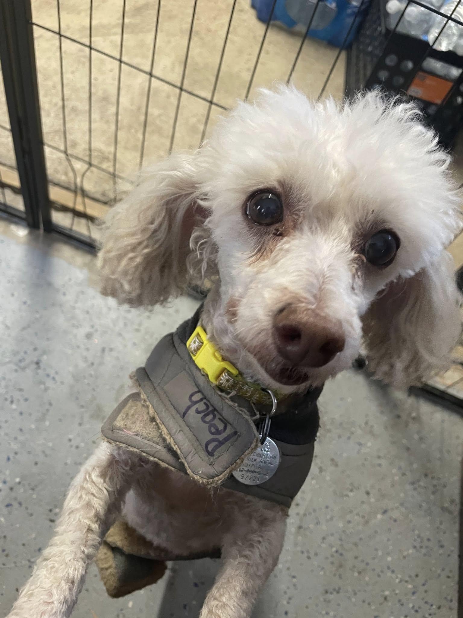 Peach, Adoptable, Senior Female Miniature Poodle.