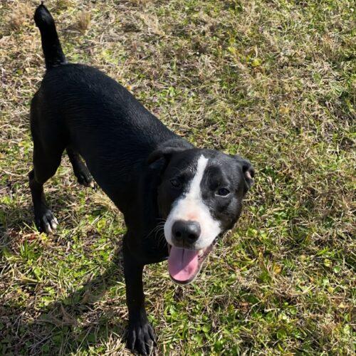 Koda Bear, a Adoptable mixed breed in Biloxi, MS image 1/2
