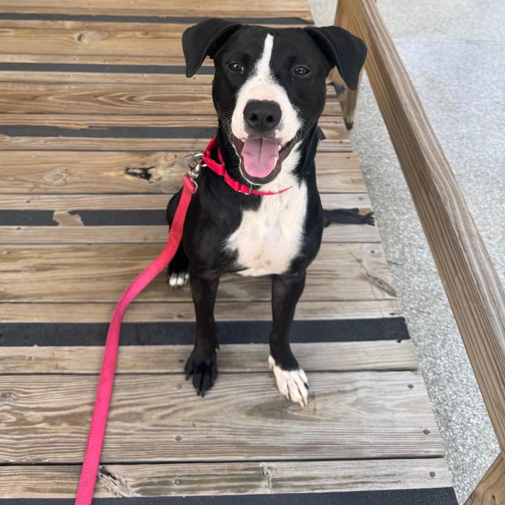 Enlarge Koda Bear, a Adoptable mixed breed in Biloxi, MS image 2/2