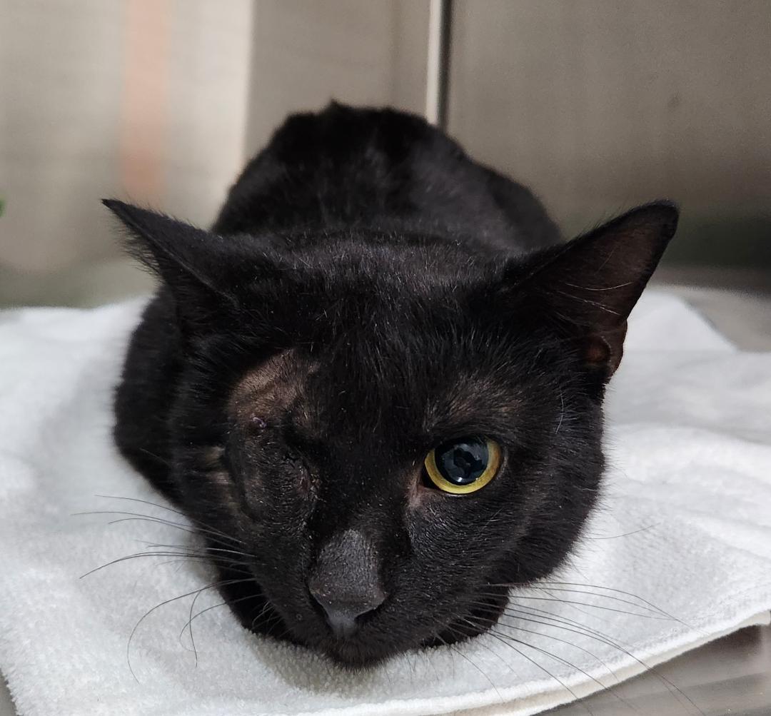 Raven, Adoptable, Adult Male Domestic Short Hair.