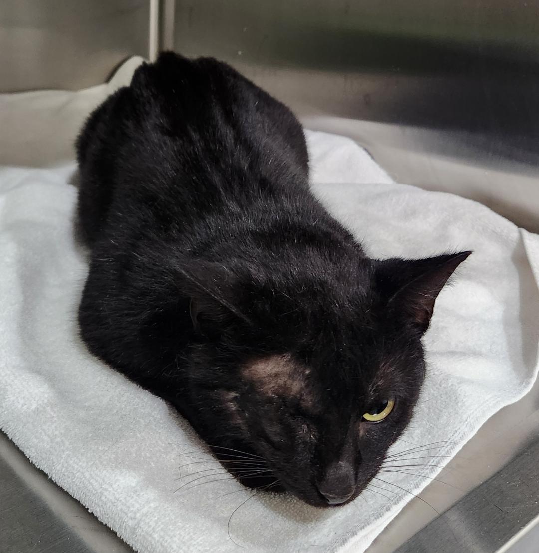 Enlarge Raven, a Adoptable Domestic Short Hair in Pella, IA image 2/2