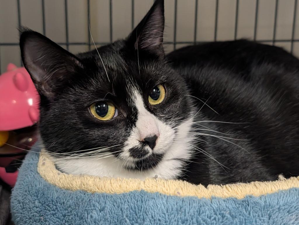 Enlarge Sinna, a Adoptable mixed breed in Shelton, WA image 2/5