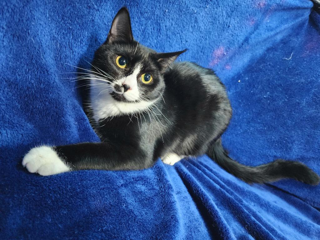 Sinna, Adoptable, Young Female Domestic Short Hair.