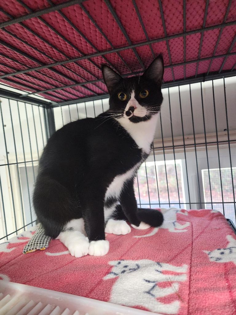 Enlarge Sinna, a Adoptable mixed breed in Shelton, WA image 2/3