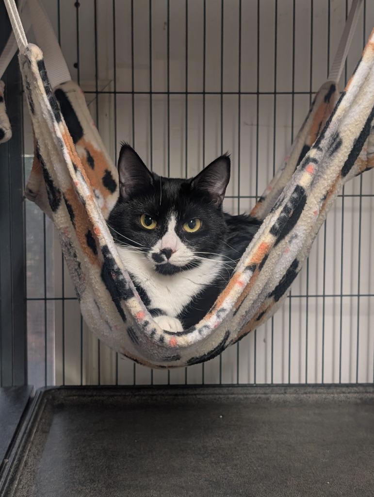 Enlarge Sinna, a Adoptable mixed breed in Shelton, WA image 3/3