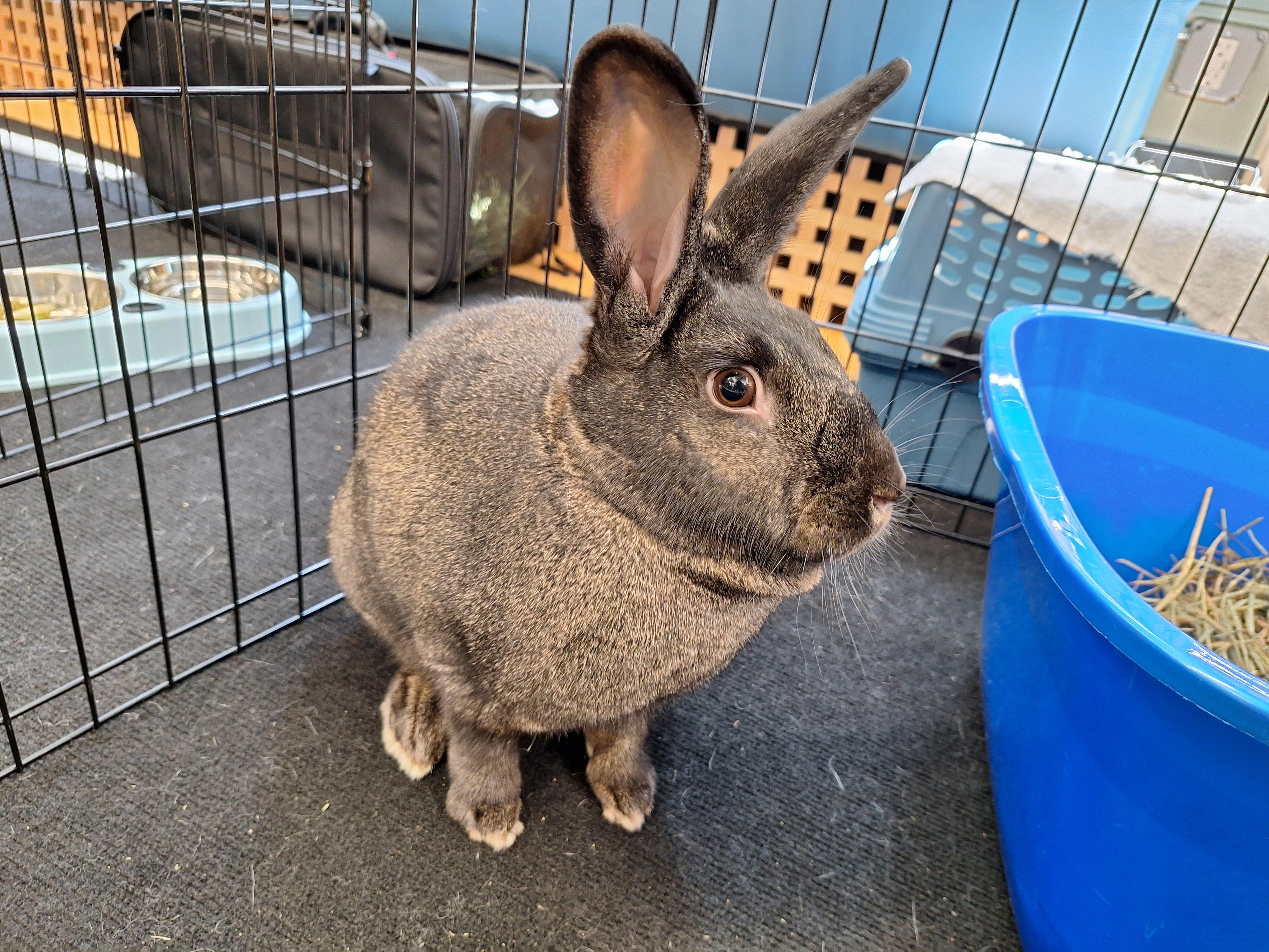 SCAMPI(ADULT SPAYED FEMALE), a Adoptable Bunny Rabbit in Forest Hills, NY image 3/6
