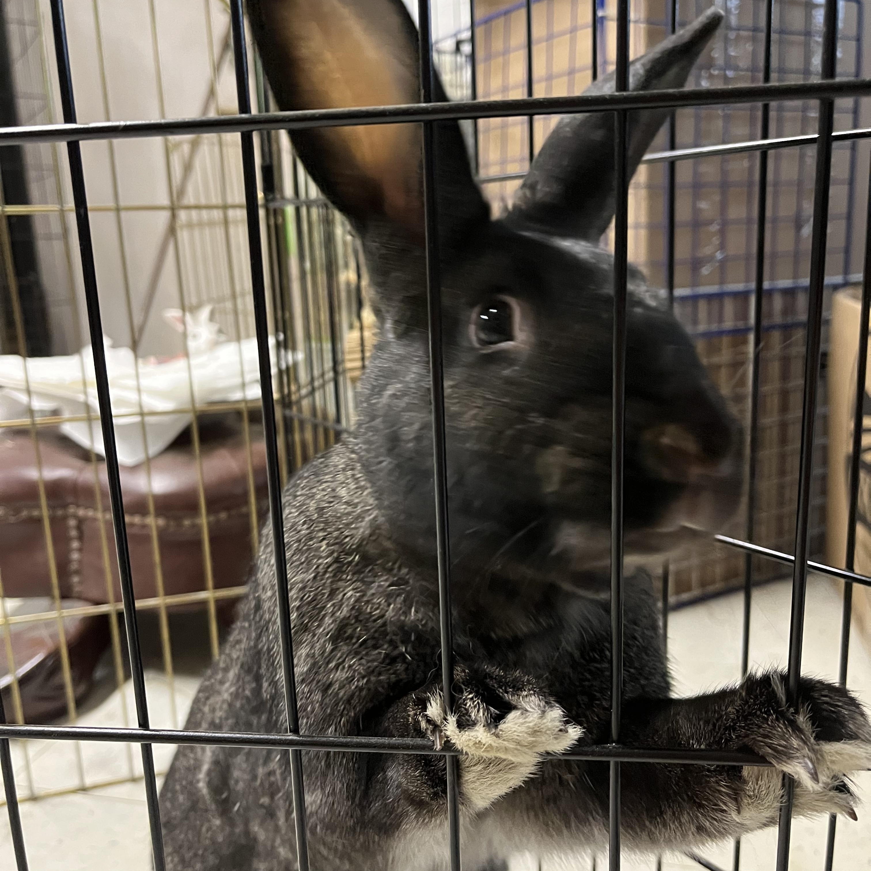 SCAMPI(ADULT SPAYED FEMALE), a Adoptable Bunny Rabbit in Forest Hills, NY image 4/6
