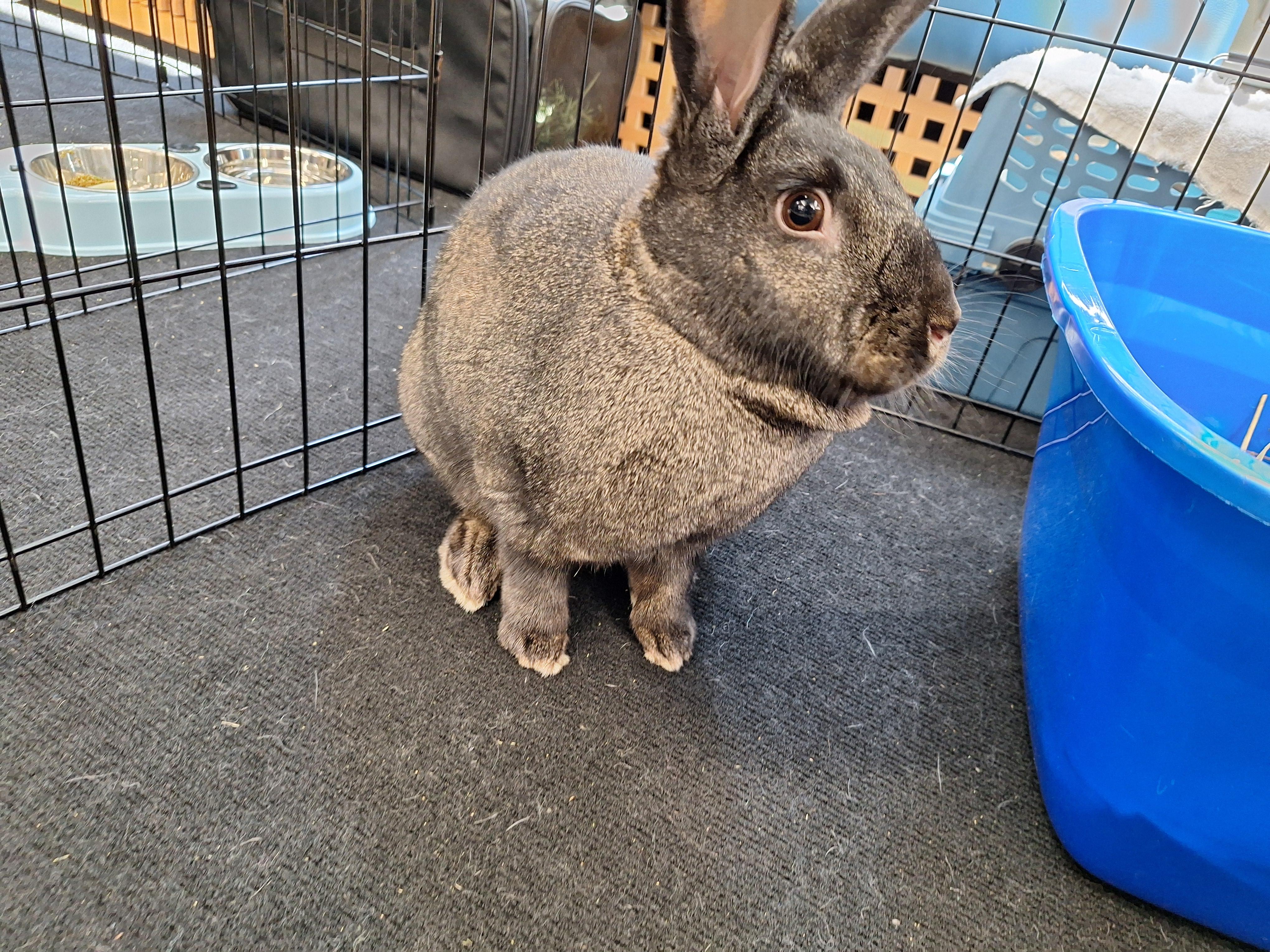 SCAMPI(ADULT SPAYED FEMALE), a Adoptable Bunny Rabbit in Forest Hills, NY image 2/6