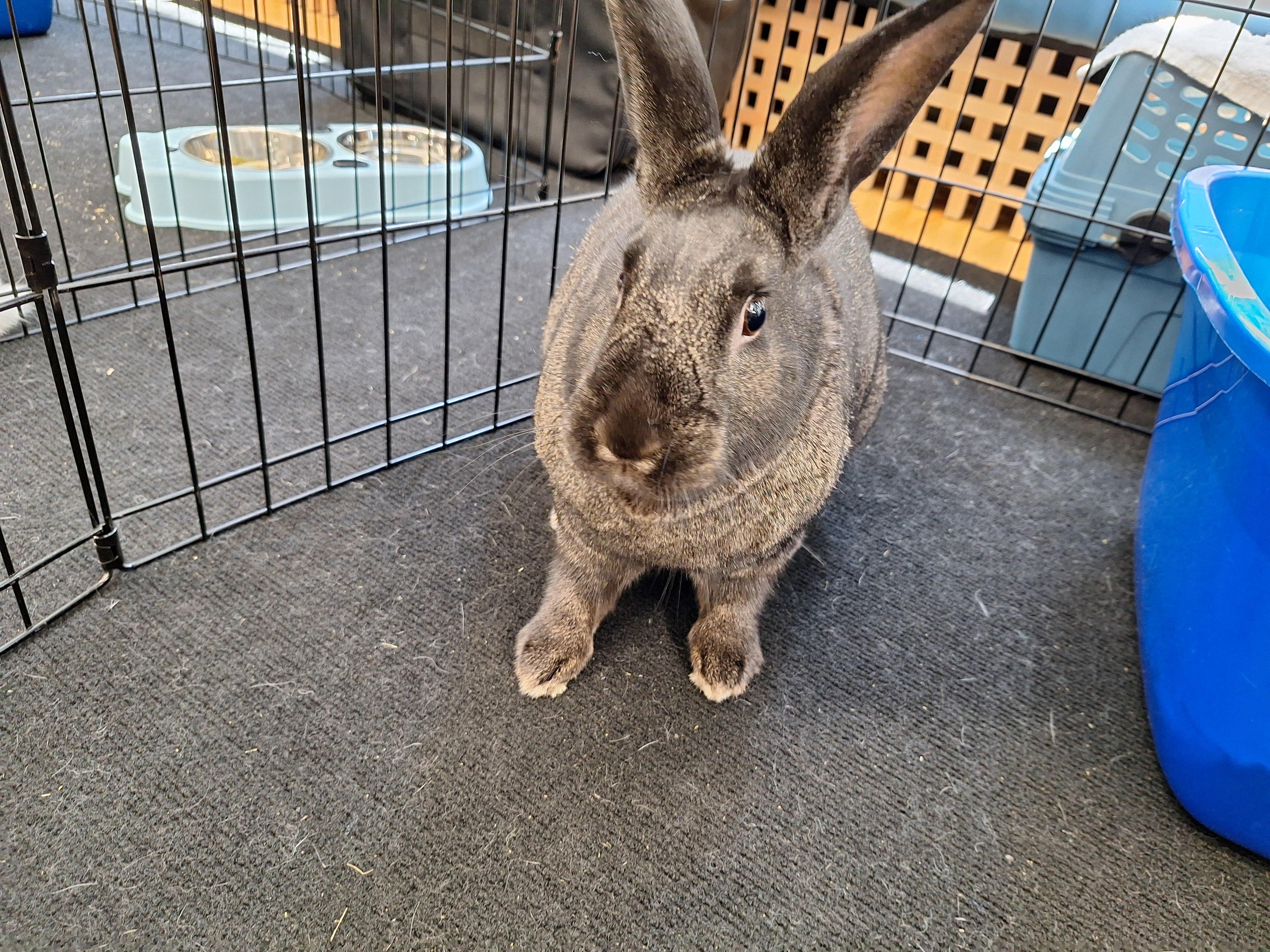 SCAMPI(ADULT SPAYED FEMALE), a Adoptable Bunny Rabbit in Forest Hills, NY image 1/6