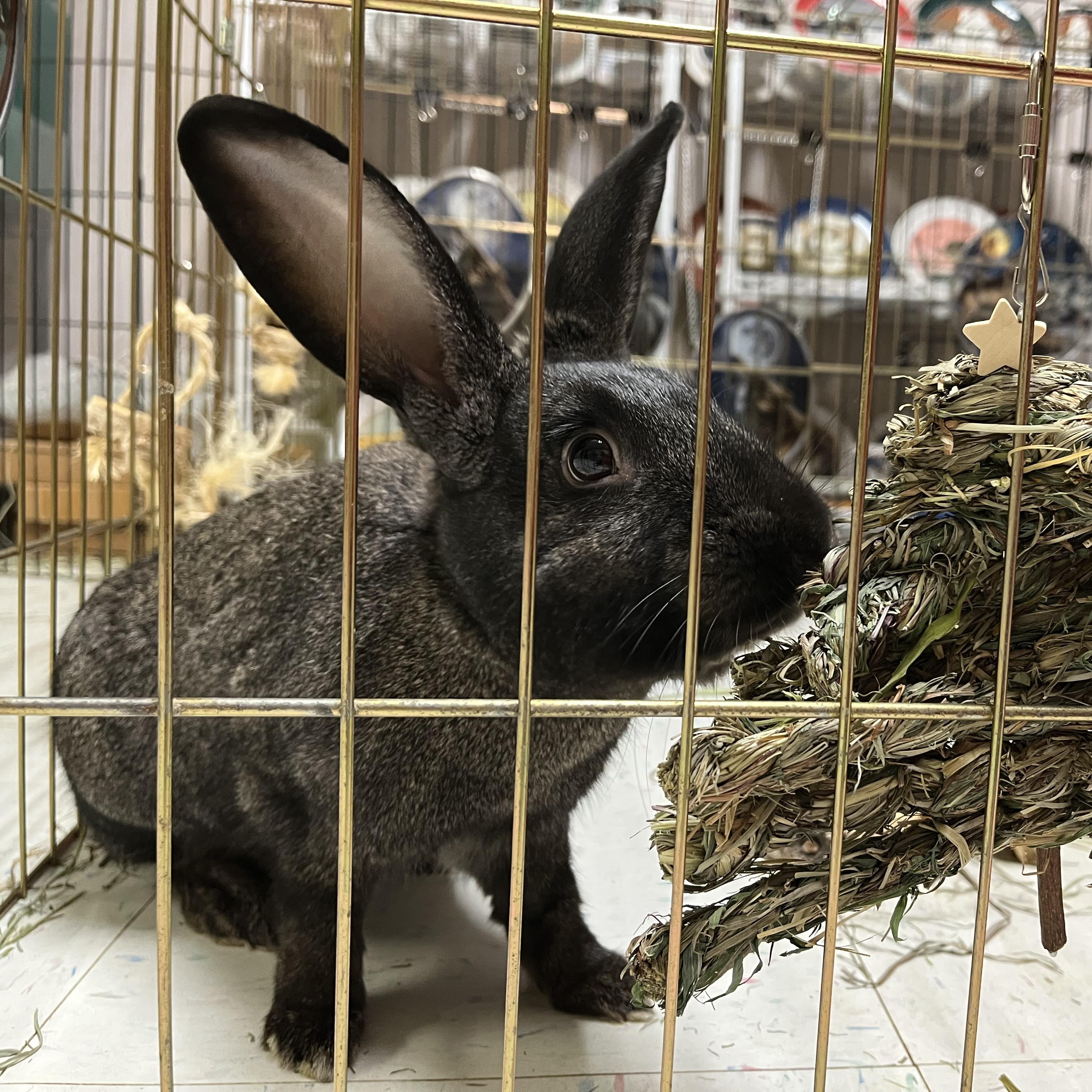 SCAMPI(ADULT SPAYED FEMALE), a Adoptable Bunny Rabbit in Forest Hills, NY image 6/6