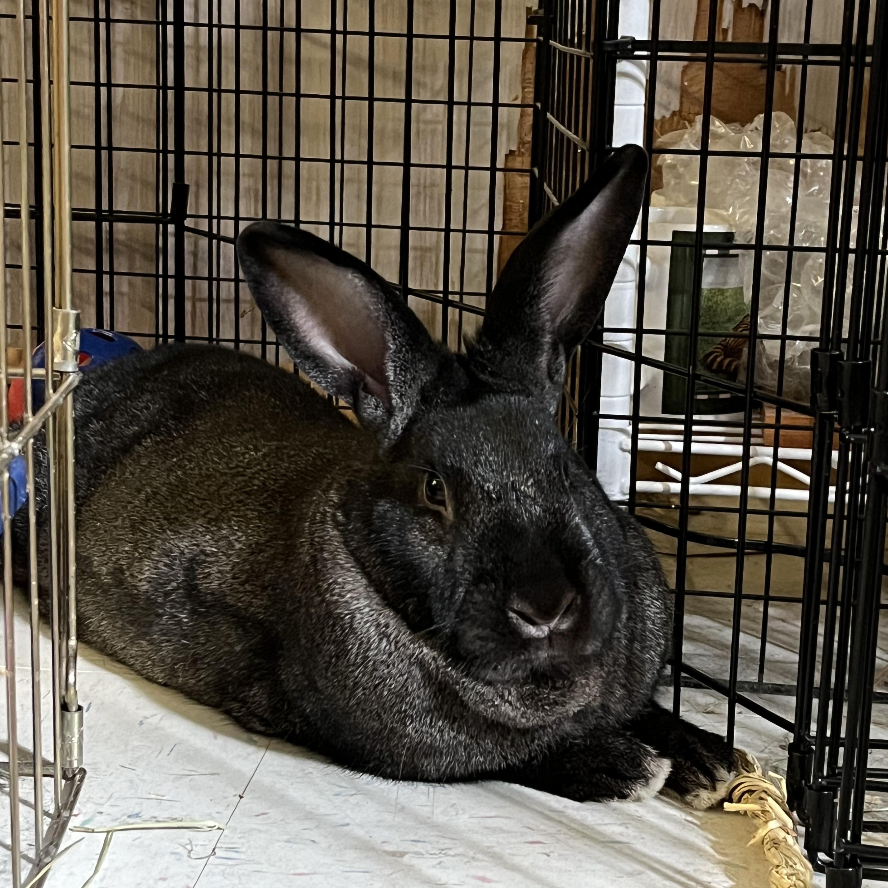SCAMPI(ADULT SPAYED FEMALE), a Adoptable Bunny Rabbit in Forest Hills, NY image 5/6