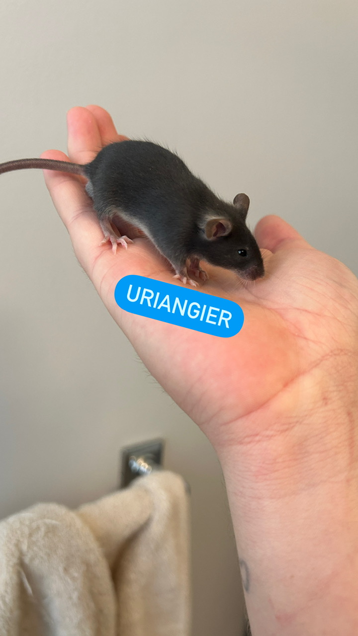 Enlarge Uriangier, a Adoptable Mouse in Minneapolis, MN image 1/1