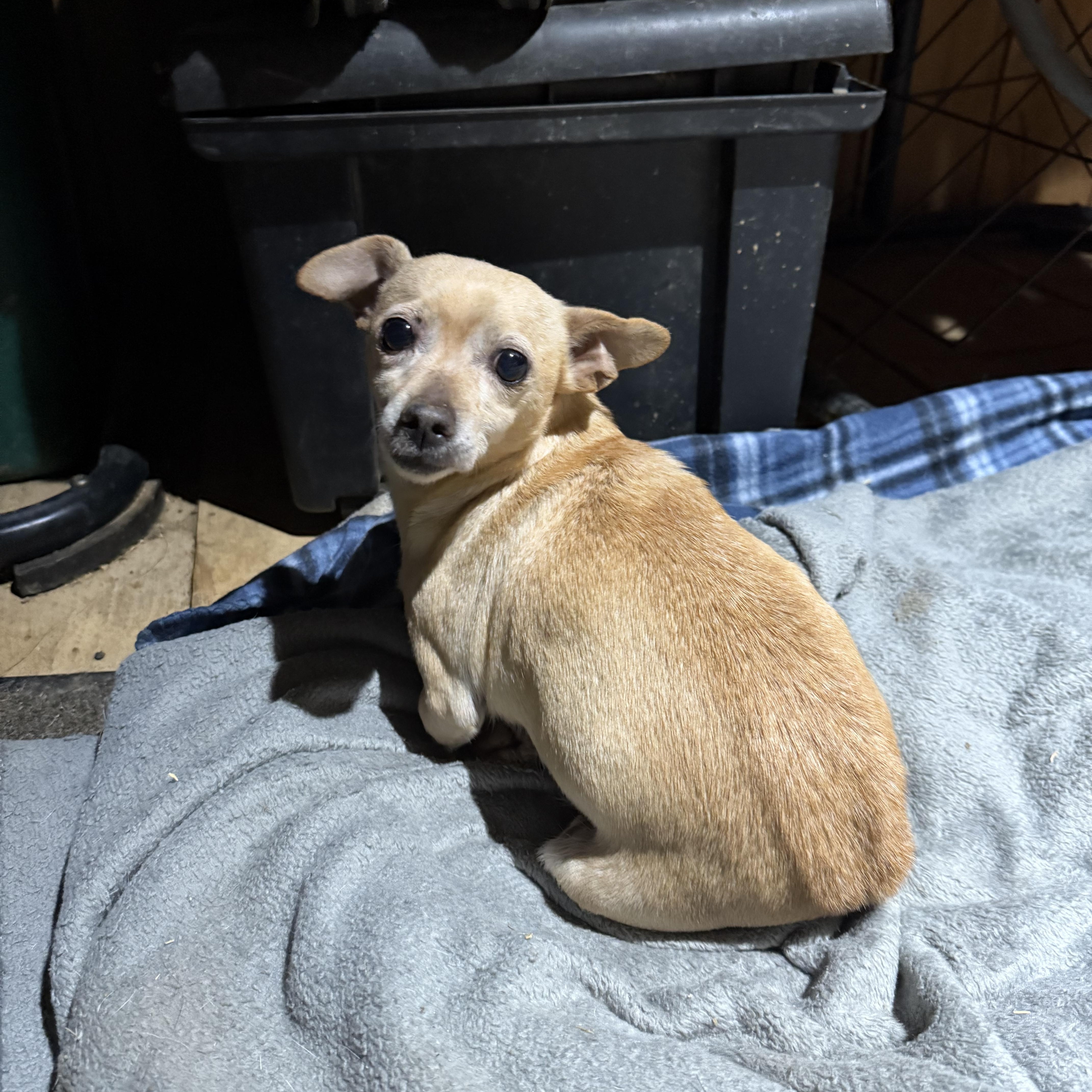 Enlarge Leia, an adopted Chihuahua in Fries, VA image 2/4