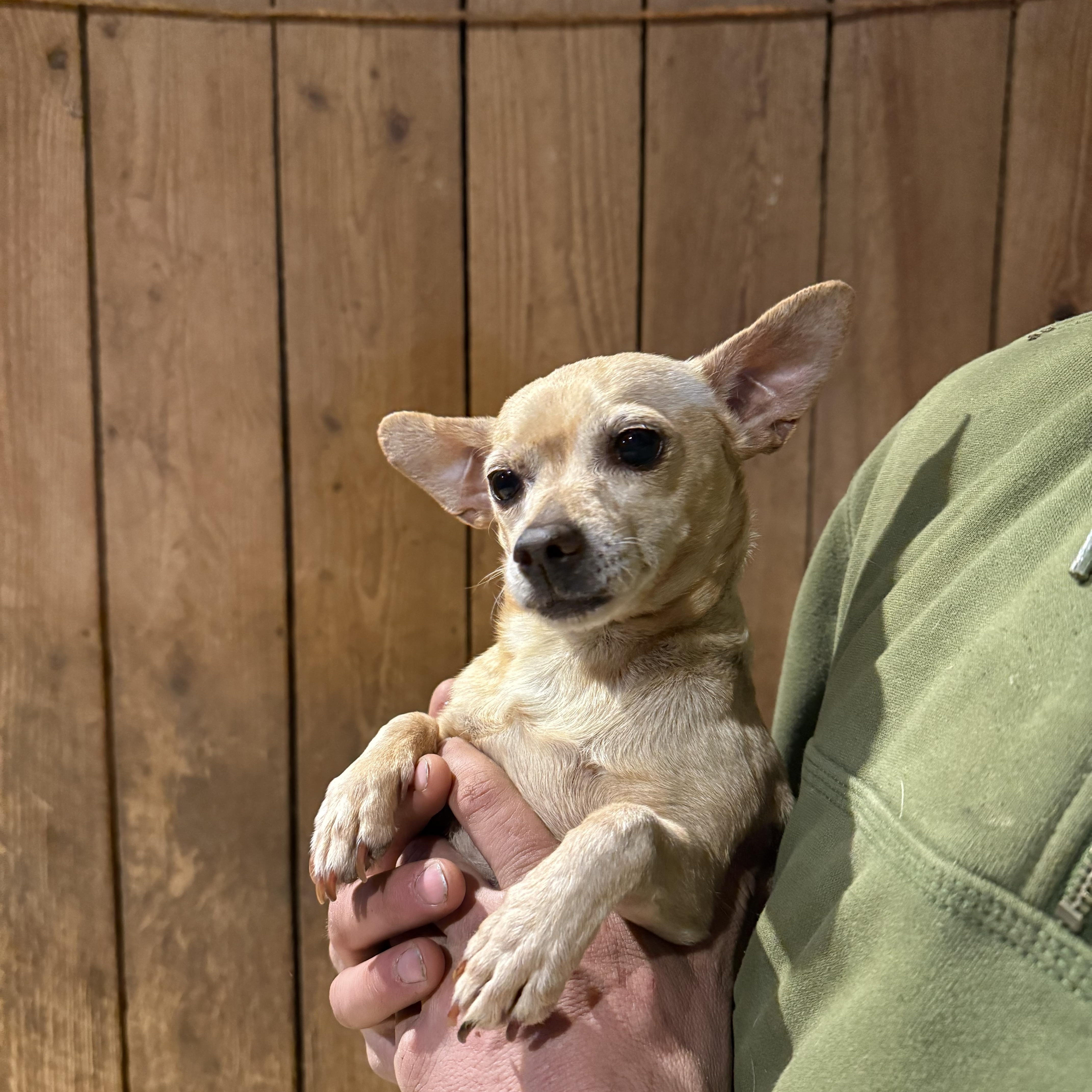 Enlarge Leia, an adopted Chihuahua in Fries, VA image 3/4