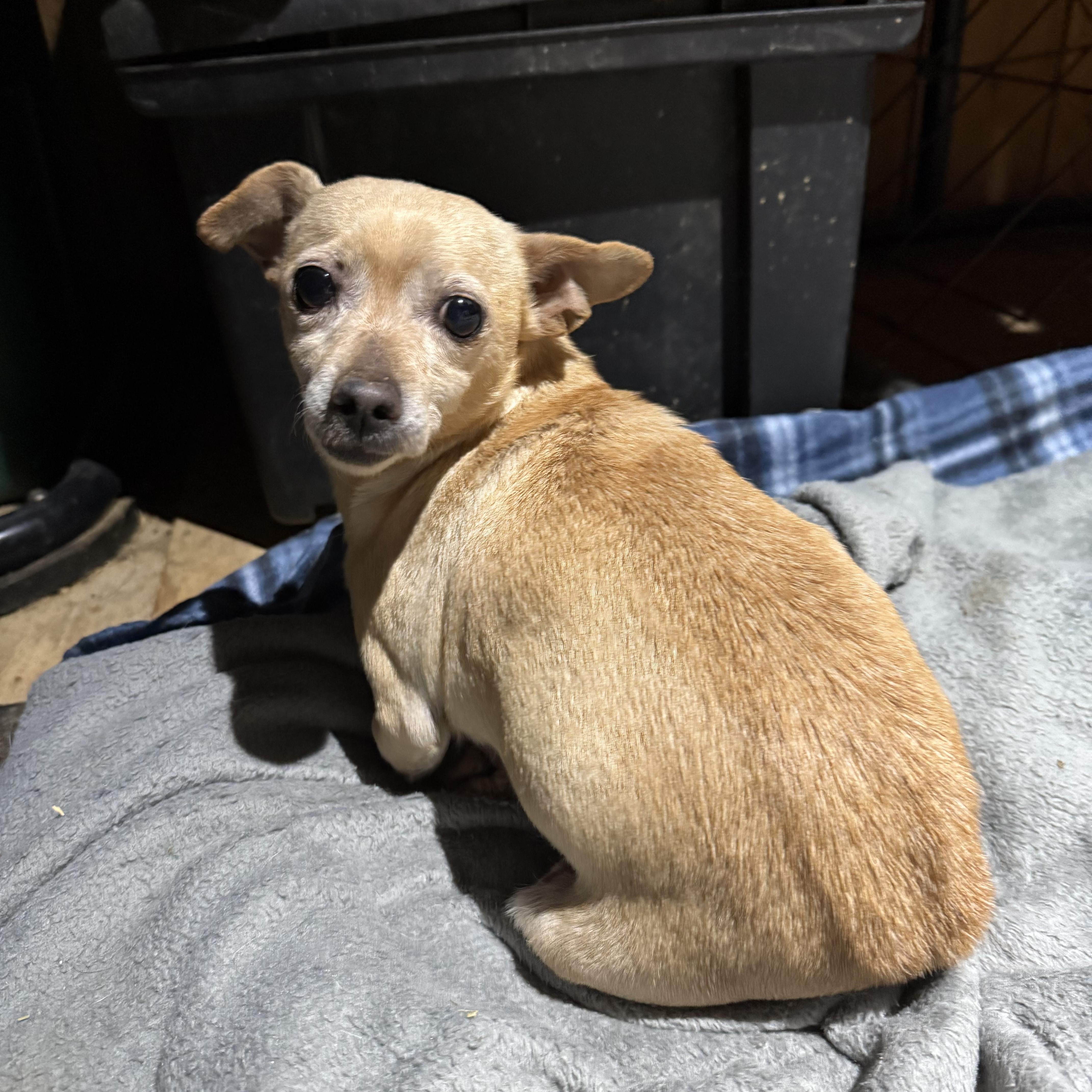 Enlarge Leia, an adopted Chihuahua in Fries, VA image 1/4