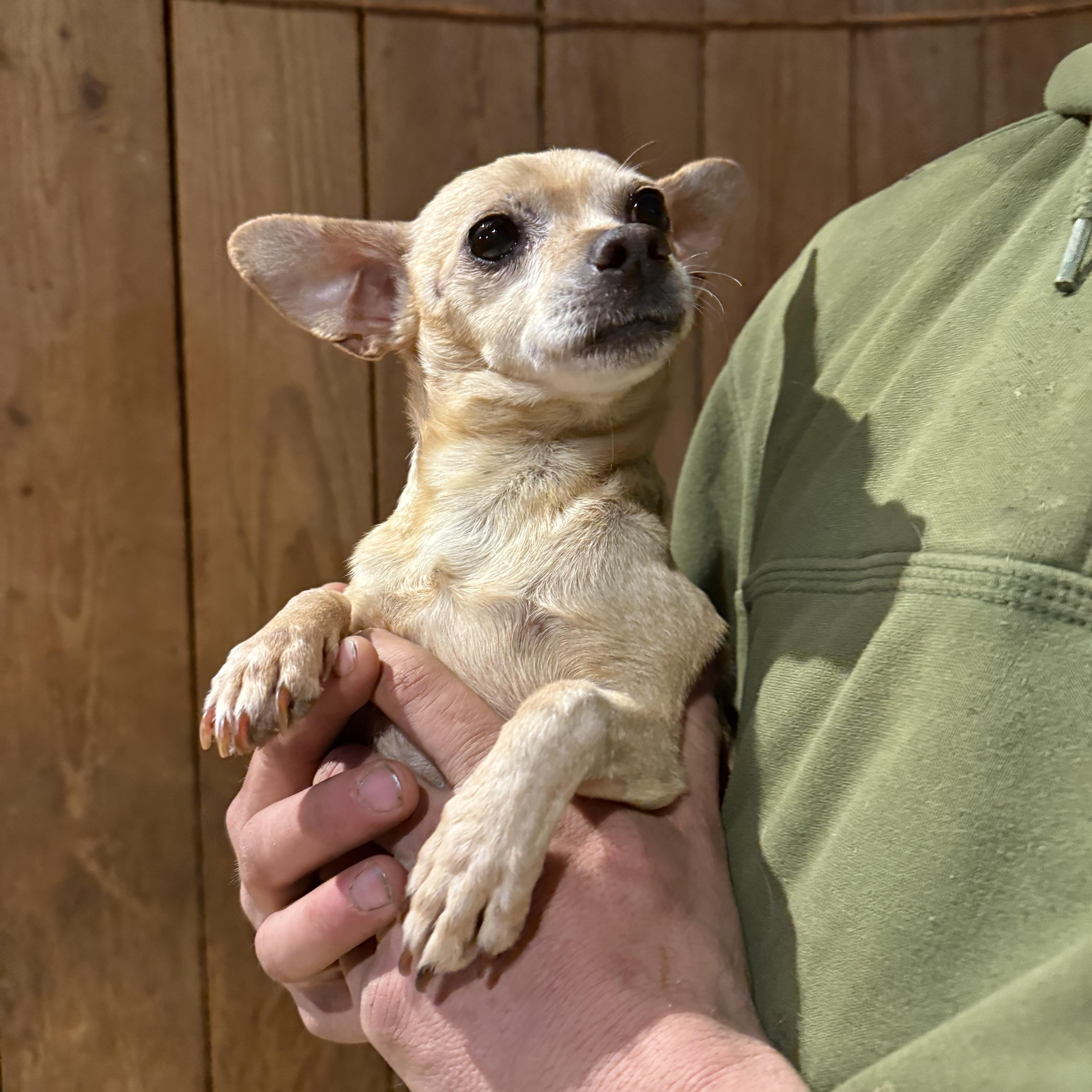 Enlarge Leia, an adopted Chihuahua in Fries, VA image 4/4