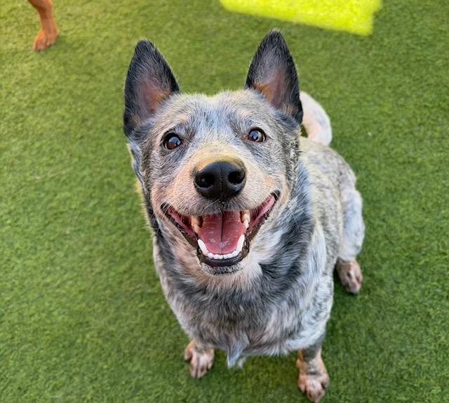 Enlarge Hank, a Adoptable Australian Cattle Dog / Blue Heeler in Clinton, UT image 1/2