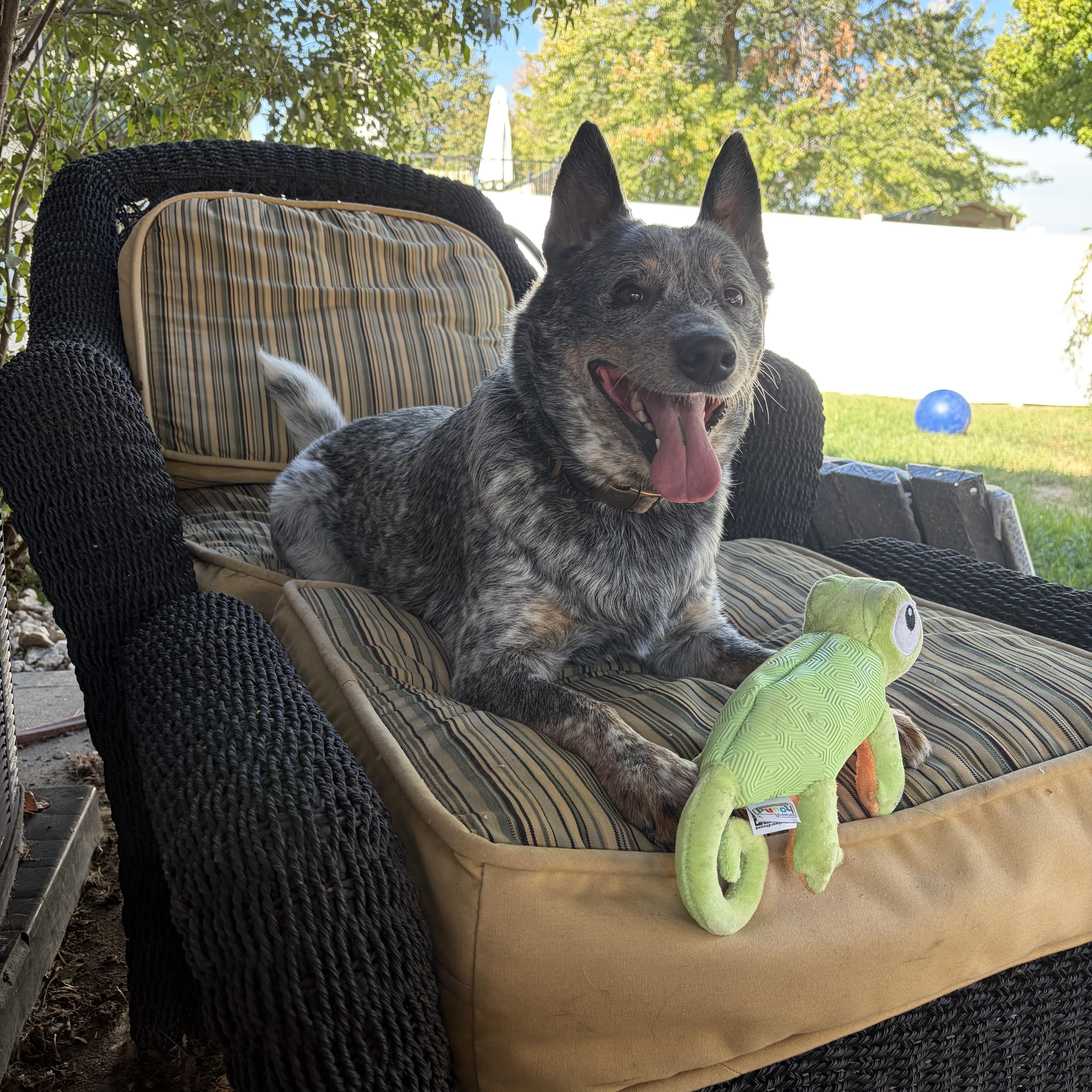 Enlarge Hank, a Adoptable Australian Cattle Dog / Blue Heeler in Clinton, UT image 2/2