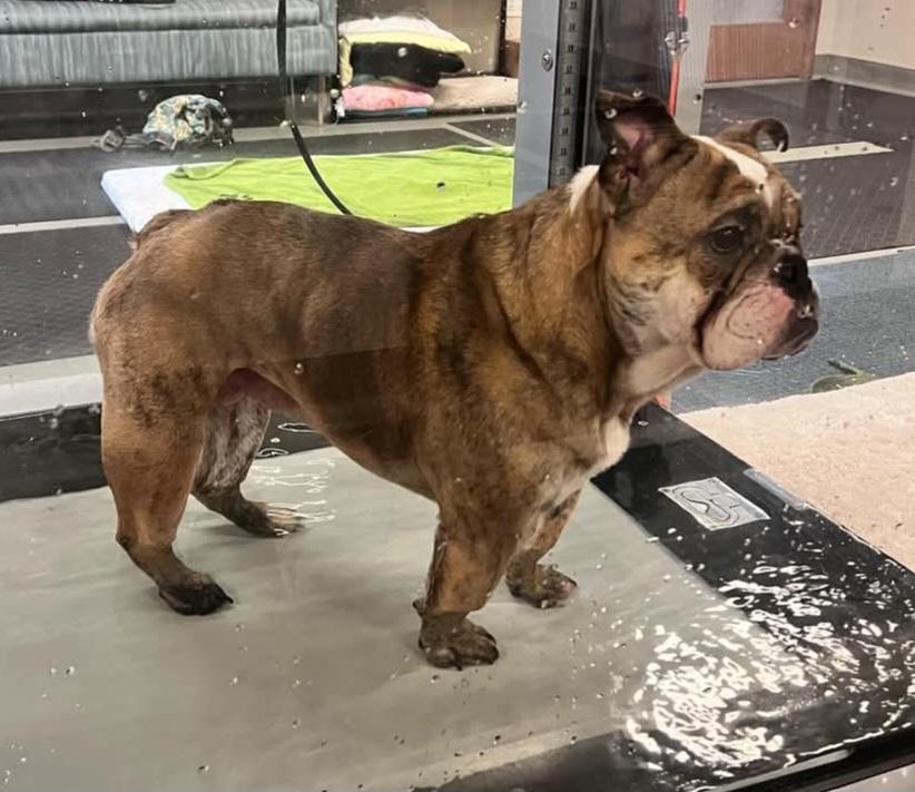 Enlarge Hannah, a Adoptable English Bulldog in Centralia, WA image 2/4