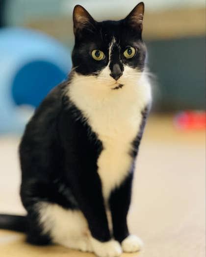 Oreo(Foster Needed) — thumbnail 2