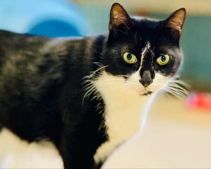 Oreo(Foster Needed) — thumbnail 3