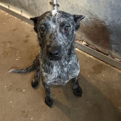 Enlarge Pickles, a Adoptable mixed breed in Morton Grove, IL image 1/1