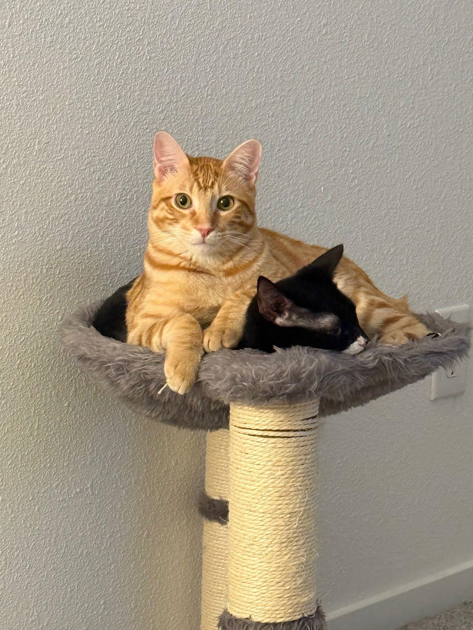 Leo, Adoptable, Young Male Domestic Short Hair & Manx.