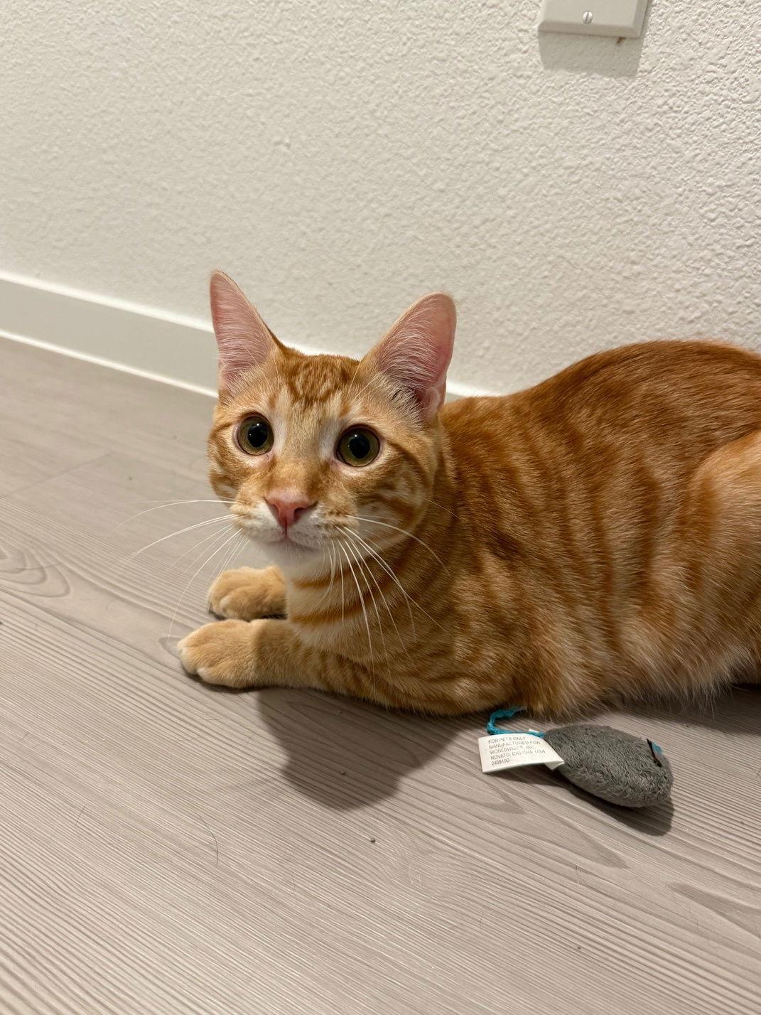 Enlarge Leo, a Adoptable mixed breed in McKinney, TX image 2/3