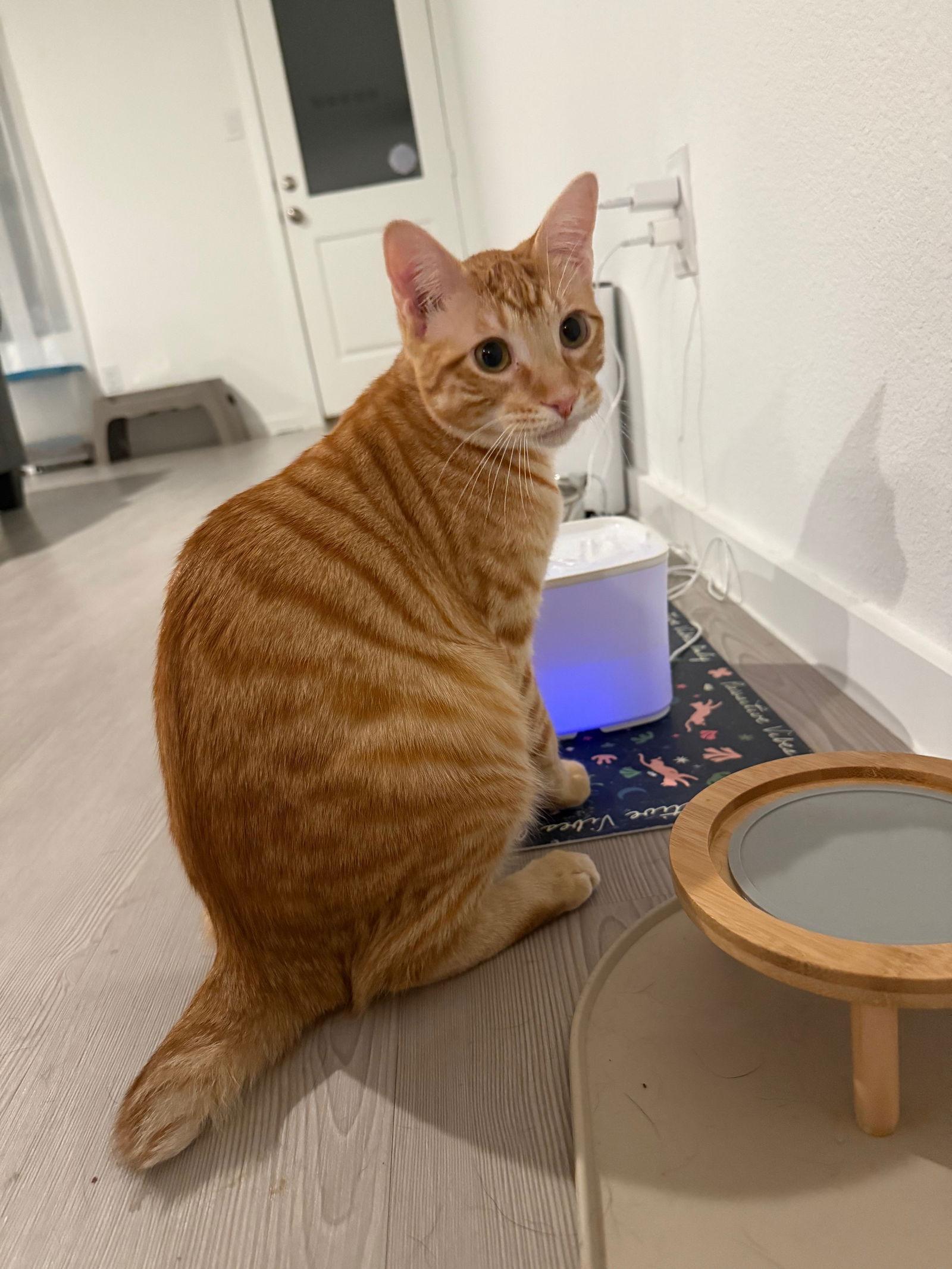 Enlarge Leo, a Adoptable mixed breed in McKinney, TX image 3/3