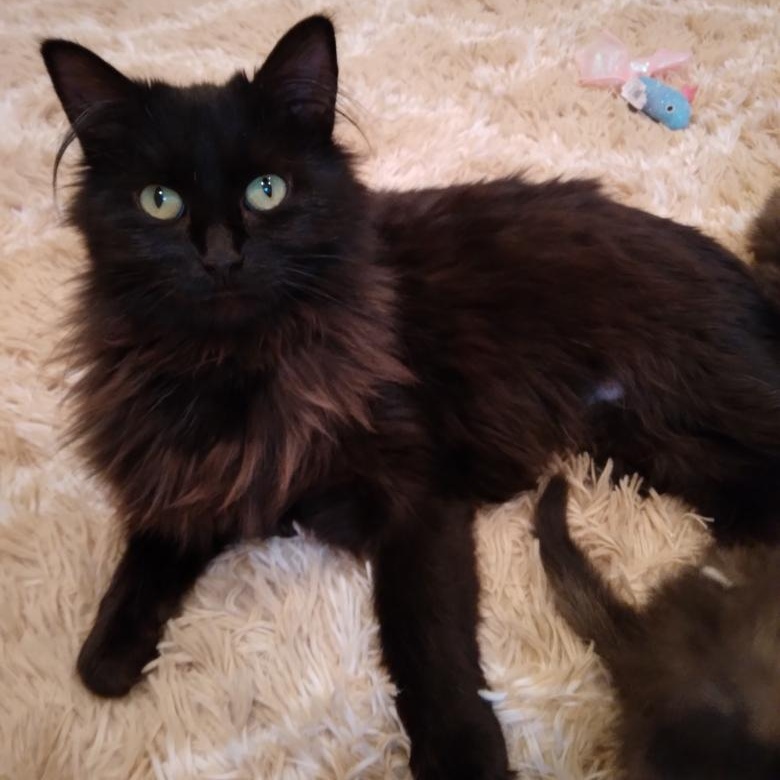 Enlarge Black Beauty, a ADOPTABLE Domestic Medium Hair in Blackfoot, ID image 1/1