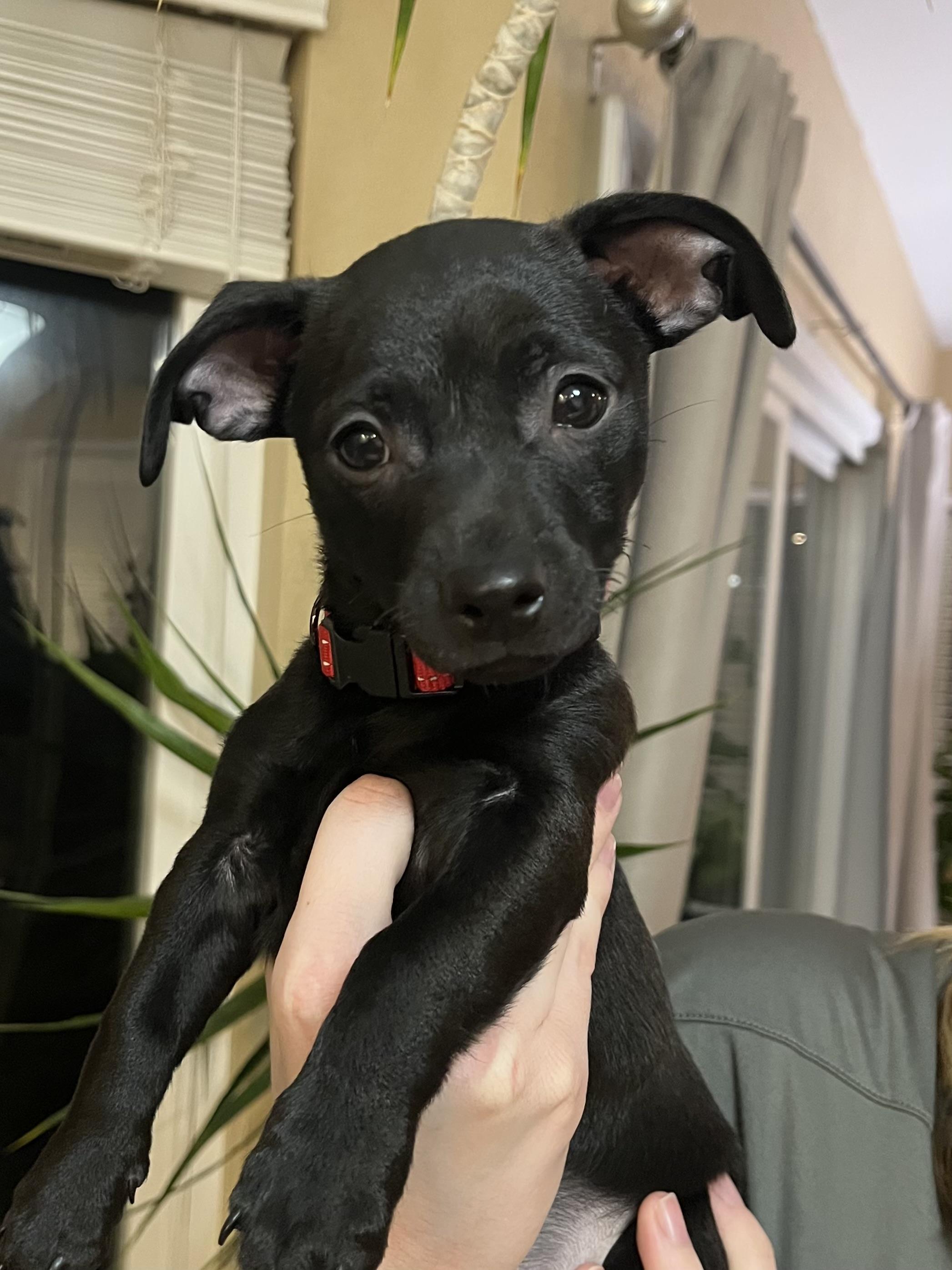 Enlarge Joey Bishop, a ADOPTABLE mixed breed in Lincoln, CA image 1/5