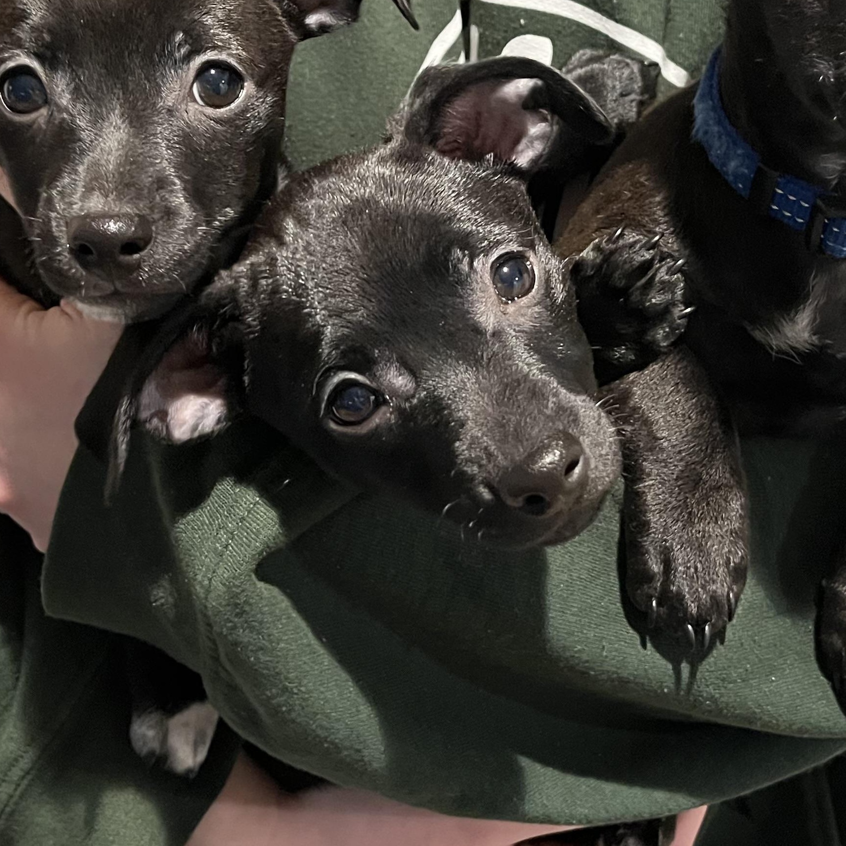 Enlarge Joey Bishop, a ADOPTABLE mixed breed in Lincoln, CA image 5/5