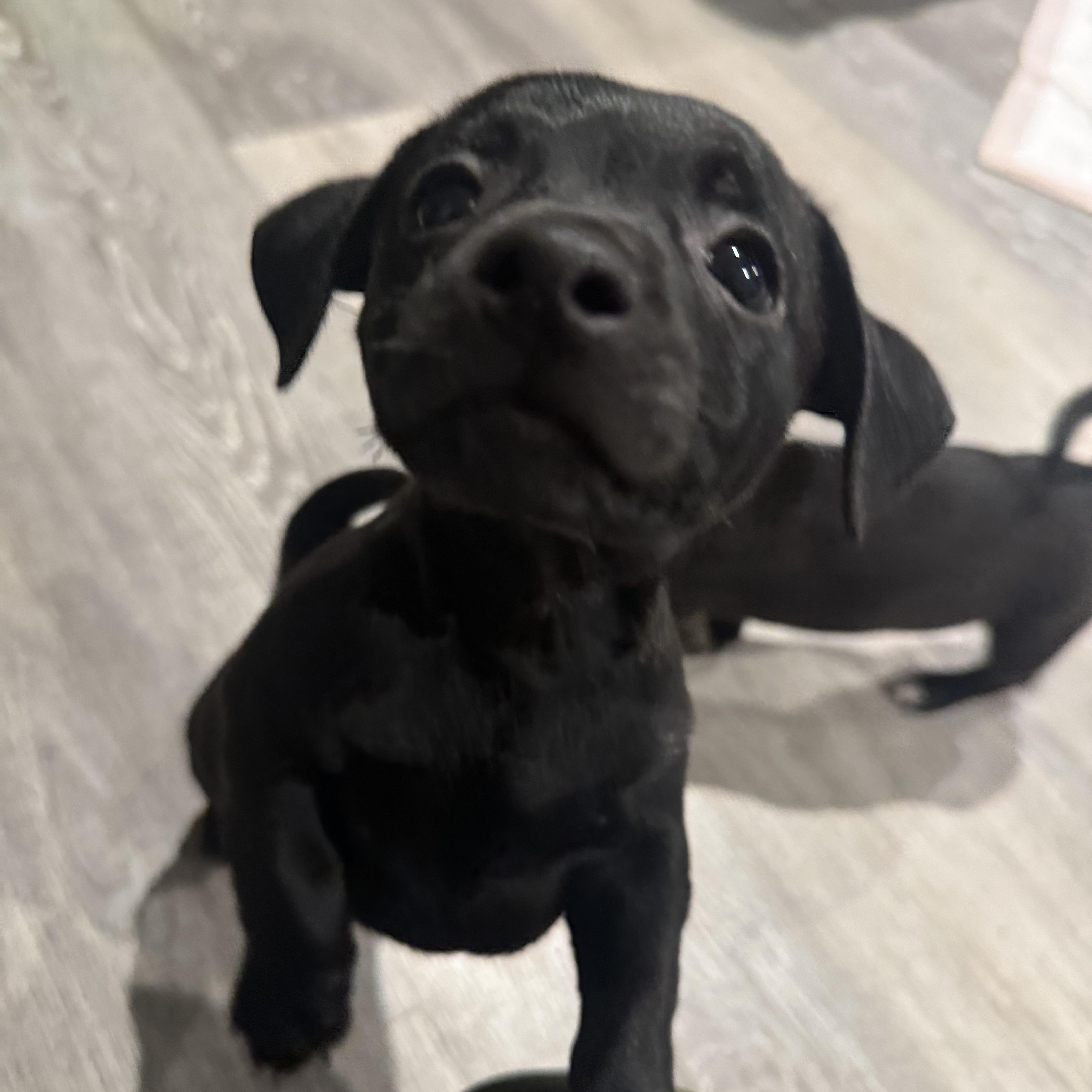 Enlarge Joey Bishop, a ADOPTABLE mixed breed in Lincoln, CA image 2/5