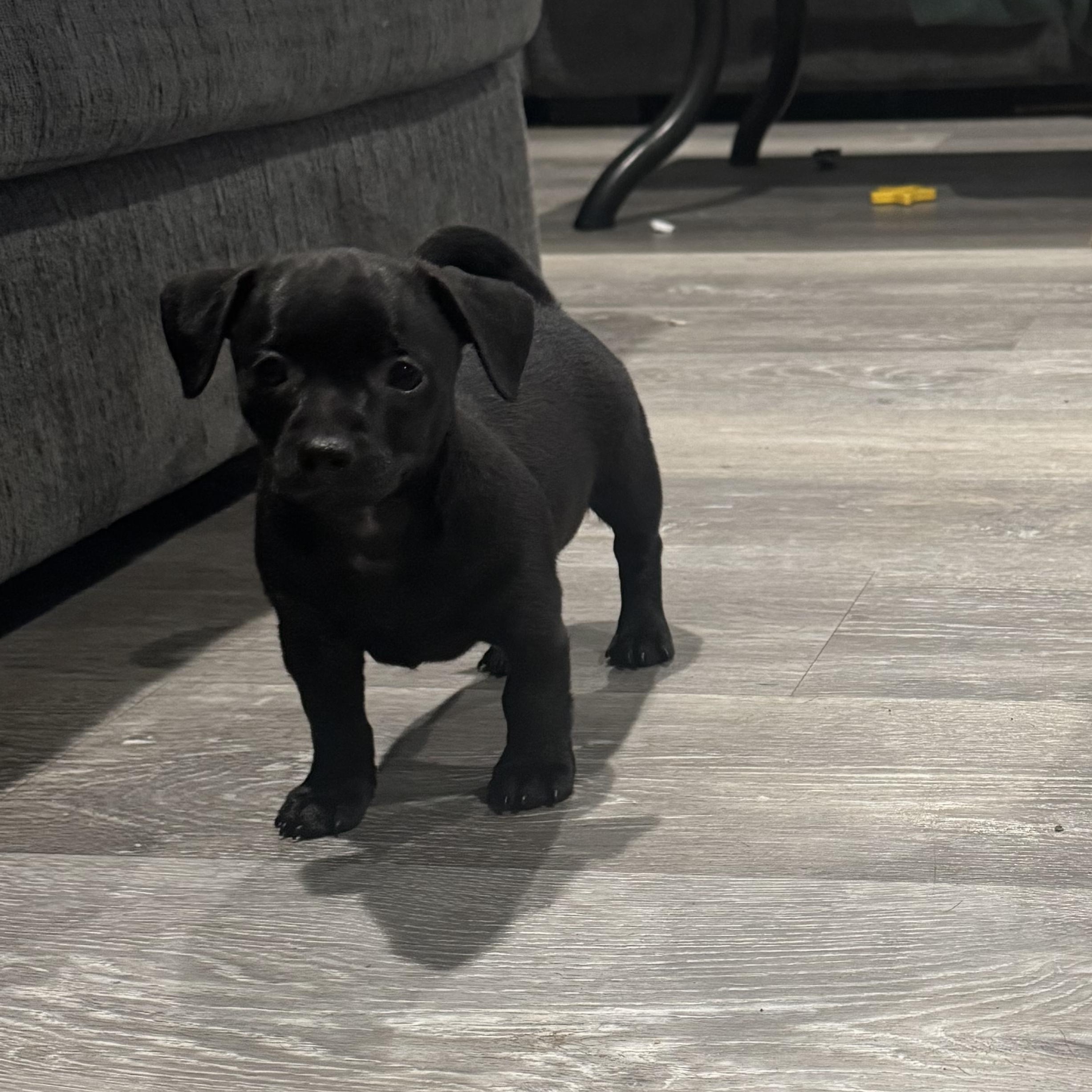 Enlarge Joey Bishop, a ADOPTABLE mixed breed in Lincoln, CA image 3/5